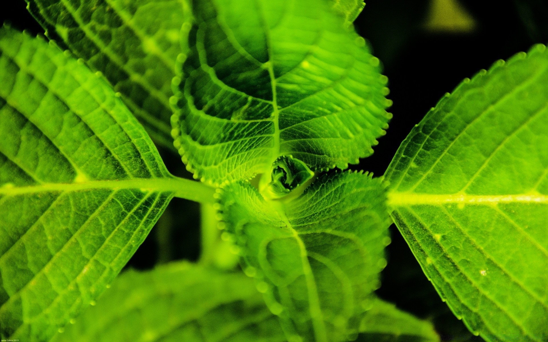 宏观摄影 叶 植物 自然 生长 花园 新鲜 特写 环境 郁郁葱葱 雨 秋天 生态