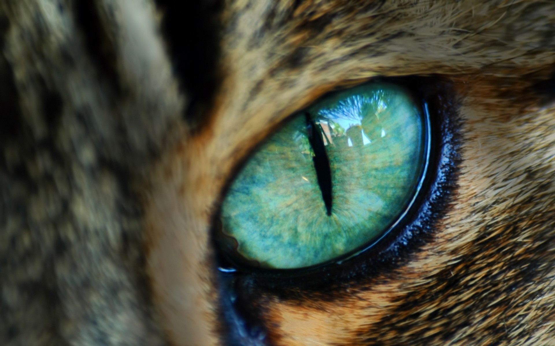 macro eye portrait mammal face cat one staring danger eyesight