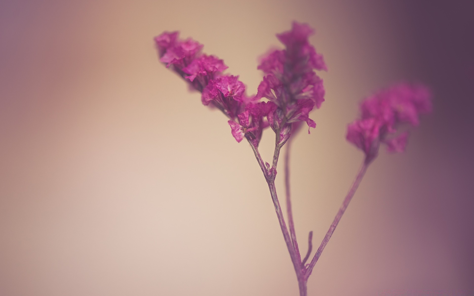 makroaufnahme natur blume sommer hell farbe flora blatt