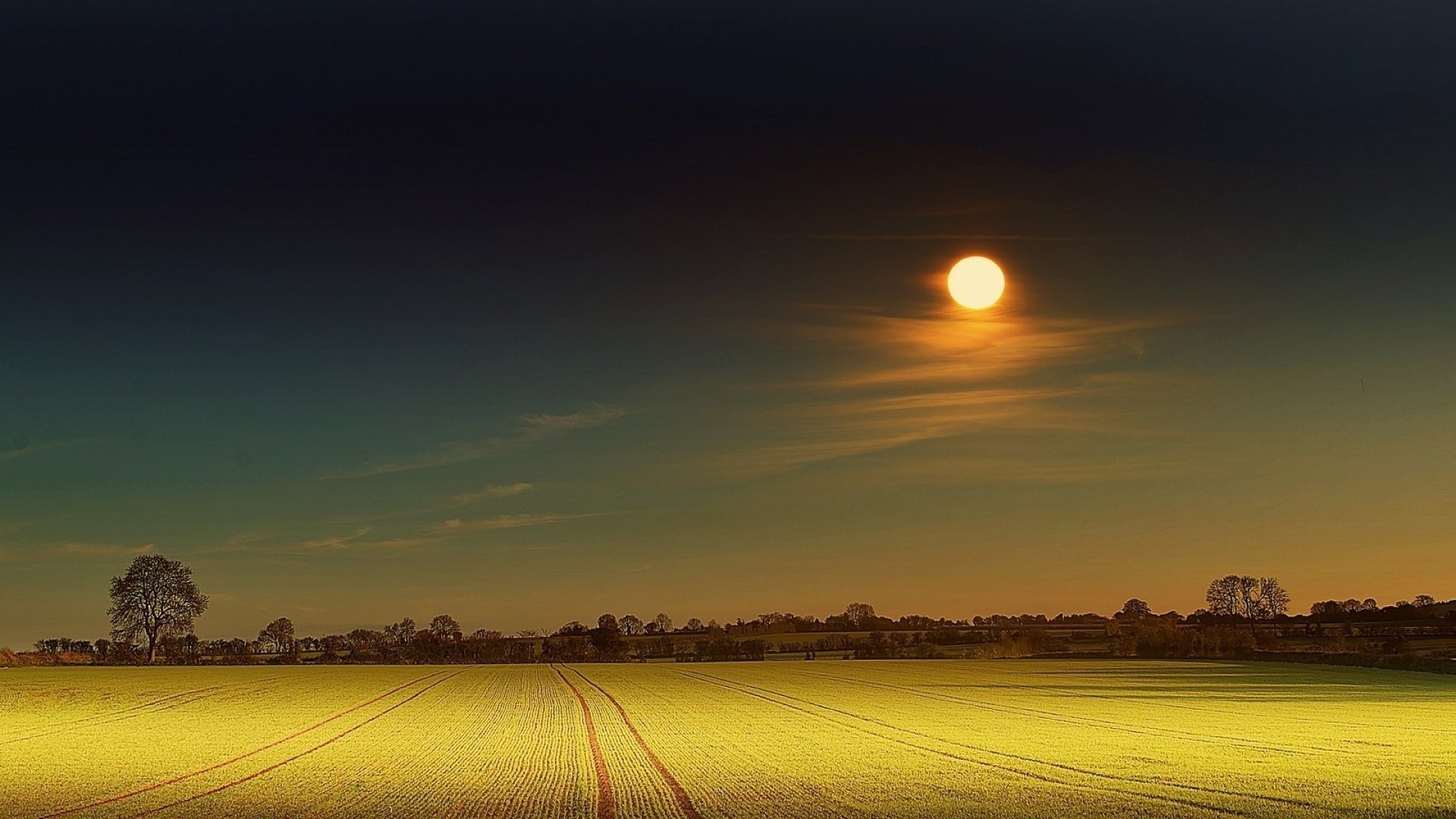 цветы поле красиво