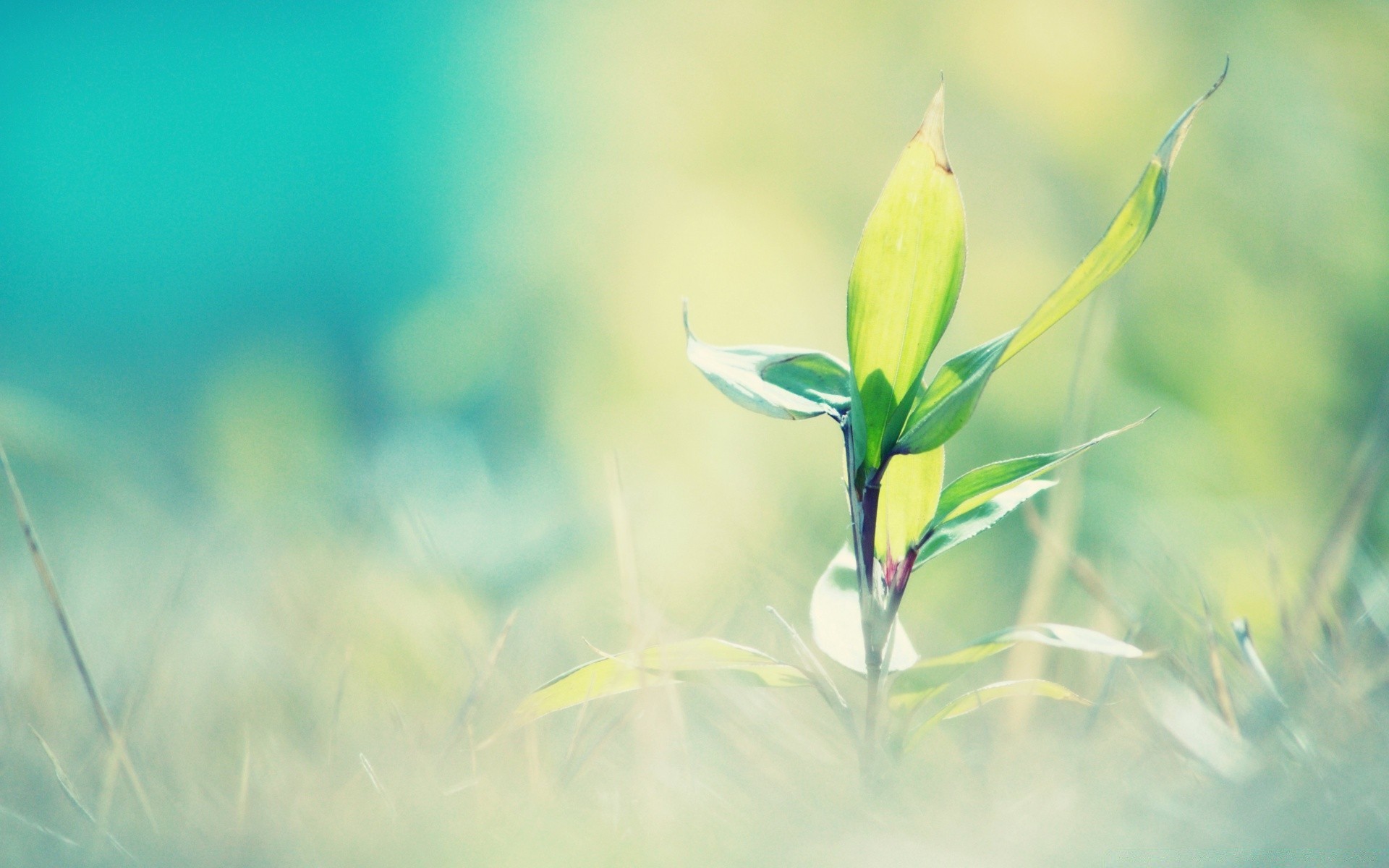 makro fotoğrafçılığı doğa yaprak yaz flora büyüme bulanıklık çiçek bahçe çimen güneş güzel hava koşulları parlak açık havada ortamlar