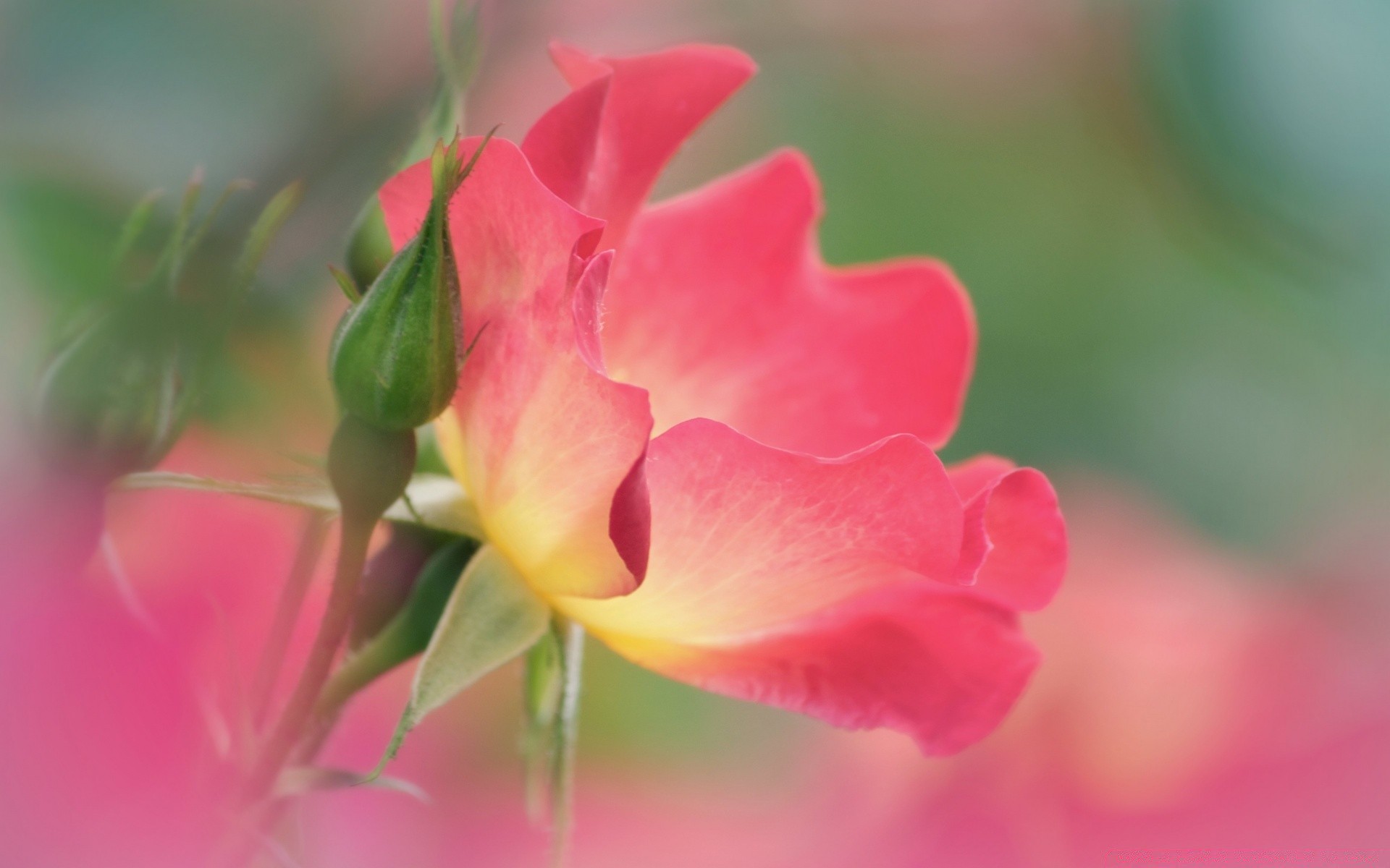 macro flower nature garden flora summer leaf petal blooming color beautiful floral close-up bright romance growth rose love outdoors