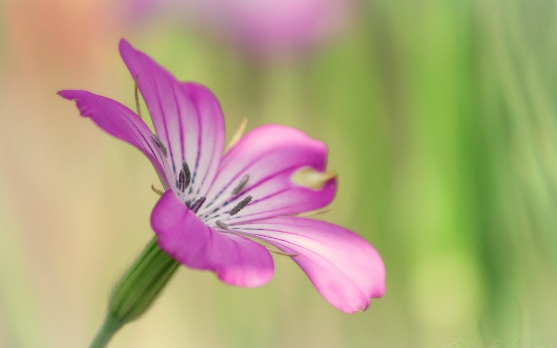 makroaufnahme natur blume flora sommer garten gras blatt unschärfe blumen hell im freien