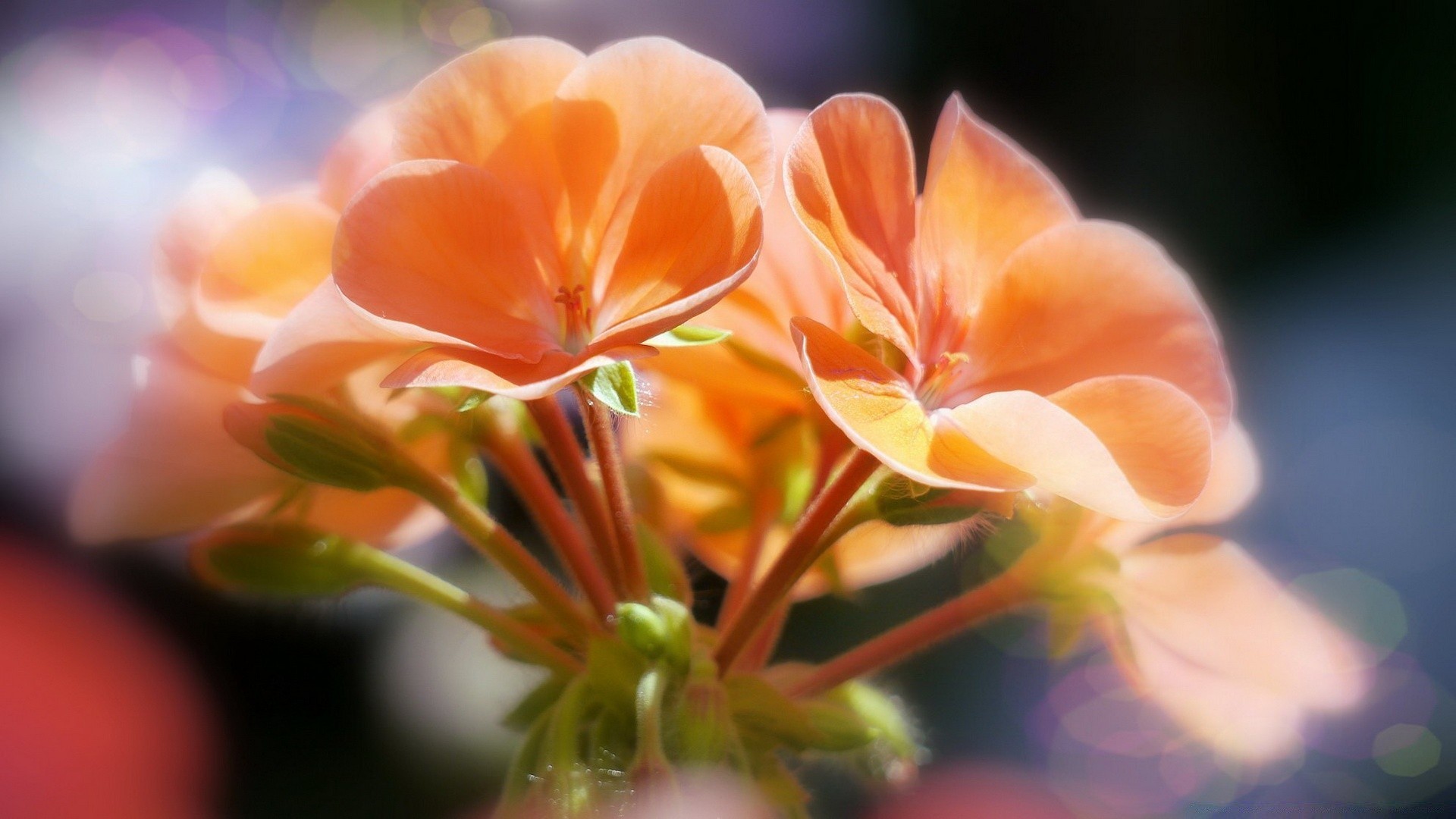 makro kwiat natura flora ogród płatek liść lato bluming kolor jasny kwiatowy rozmycie piękny tropikalny zbliżenie