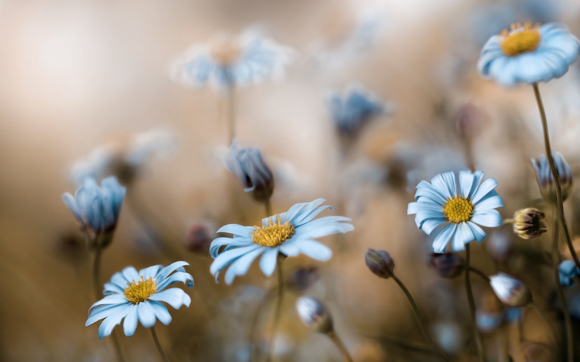 makro fotoğrafçılığı doğa çiçek yaz flora papatyalar renk yakın çekim açık havada bahçe bulanıklık çimen güzel hava güzel parlak alan vahşi