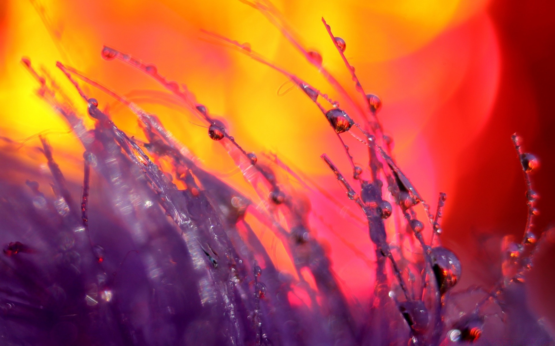 makro blume natur farbe unschärfe abstrakt tau tropfen herbst licht sommer