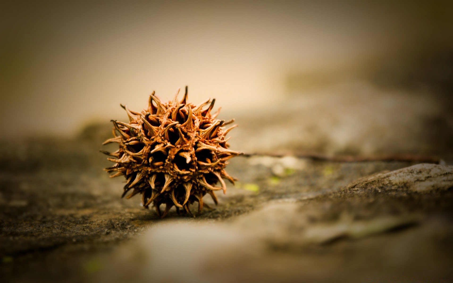 macro nature flou automne sec feuille à l extérieur bois alimentaire bois hiver lumière