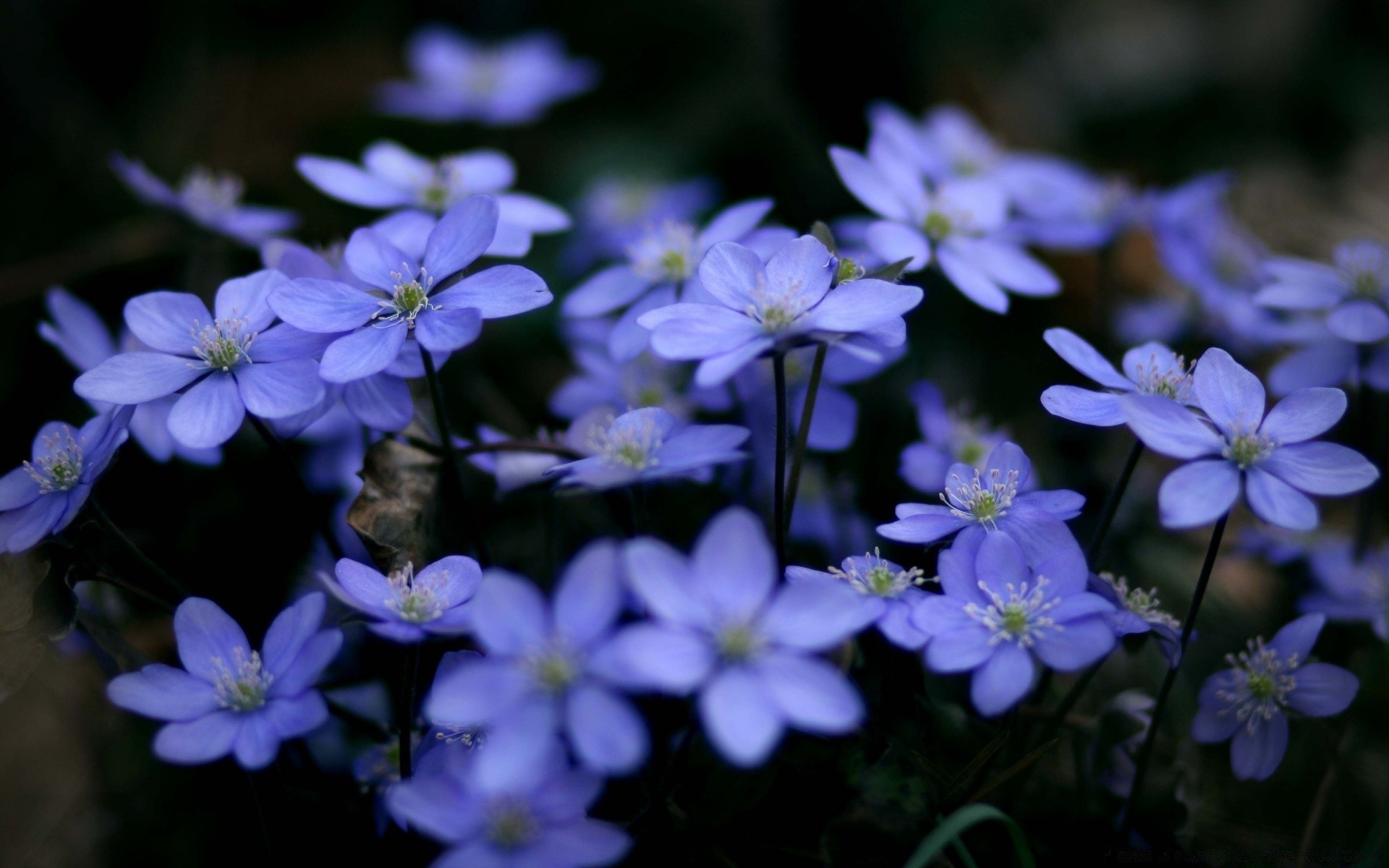 macro flower flora nature petal garden blooming leaf close-up floral outdoors growth perennial season color violet summer