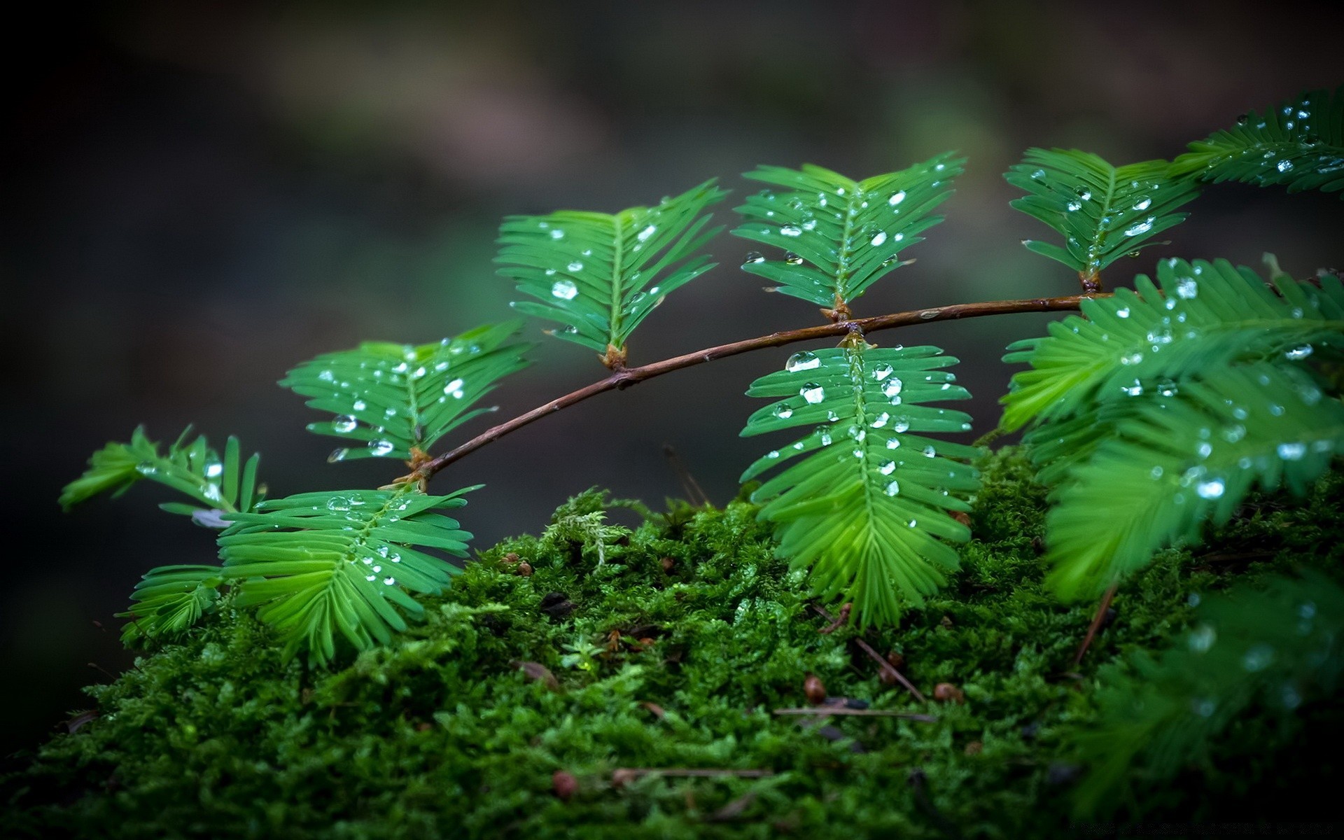 makro fotoğrafçılığı yaprak doğa ağaç ortamlar flora ahşap açık havada yemyeşil büyüme park yağmur ormanı ışık fern su yağmur yaz