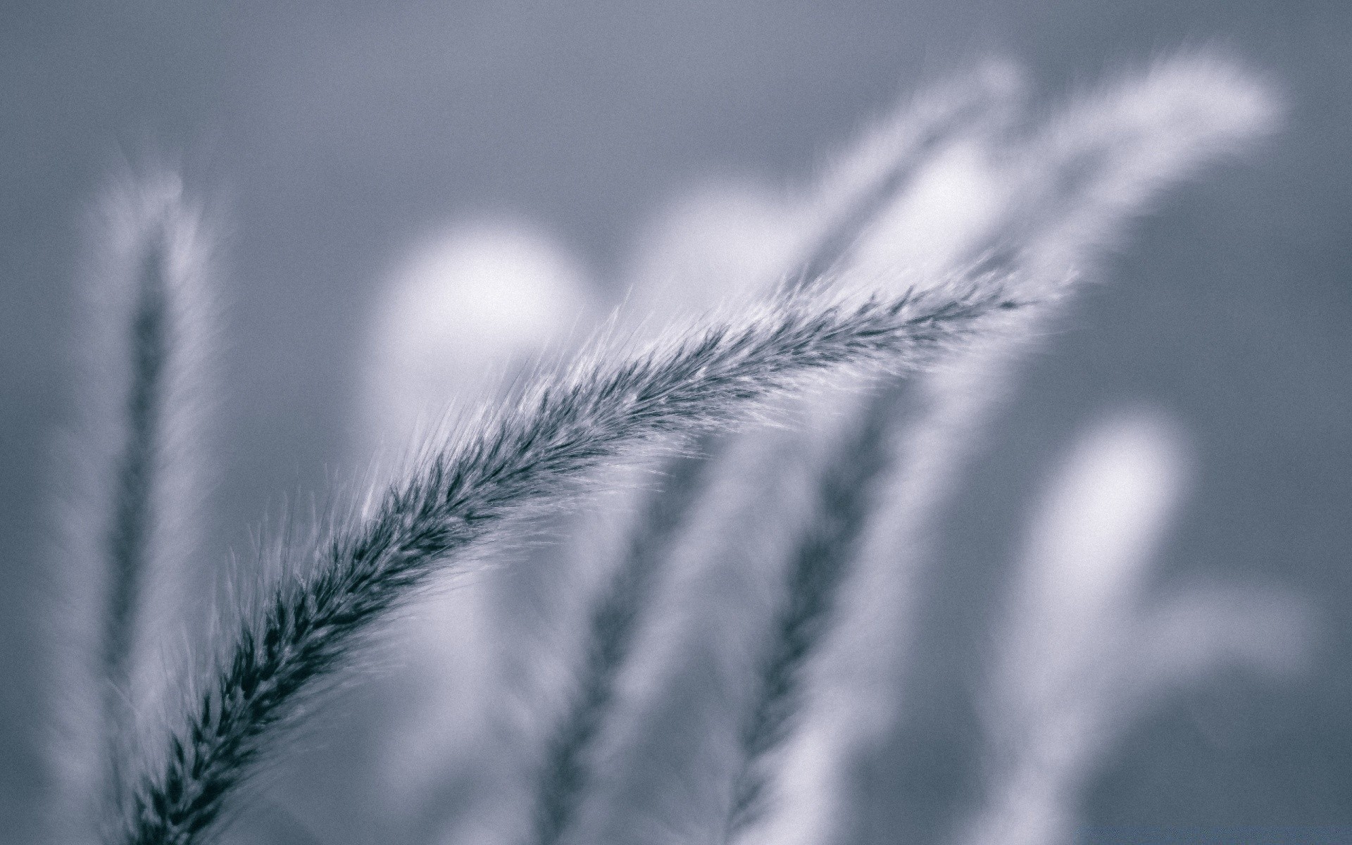 fotografia macro natureza grama sol trigo erva daninha flocos para baixo ao ar livre crescimento bom tempo amanhecer verão borrão inverno céu sementes