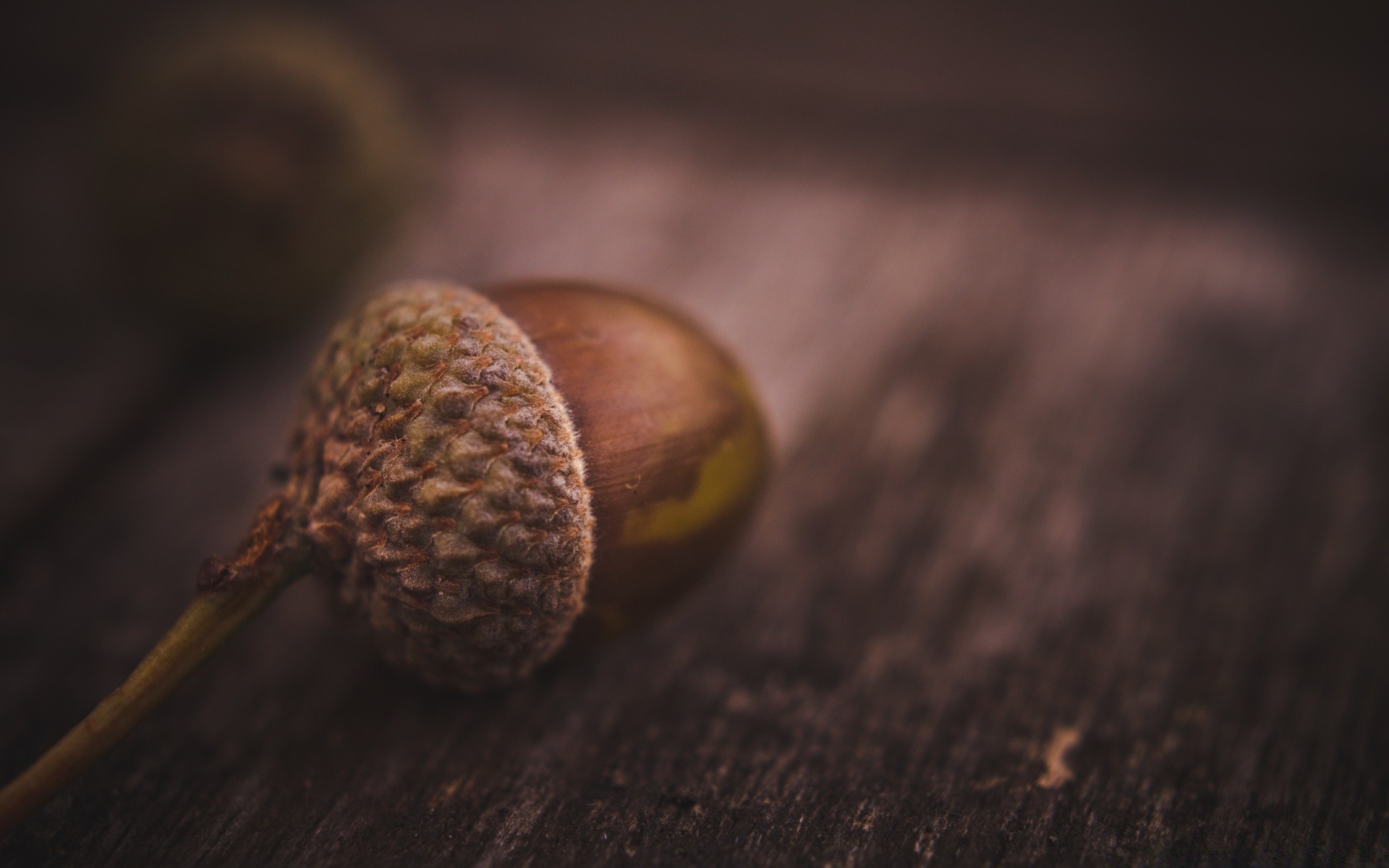 macro still life food wood blur fruit nut nature grow