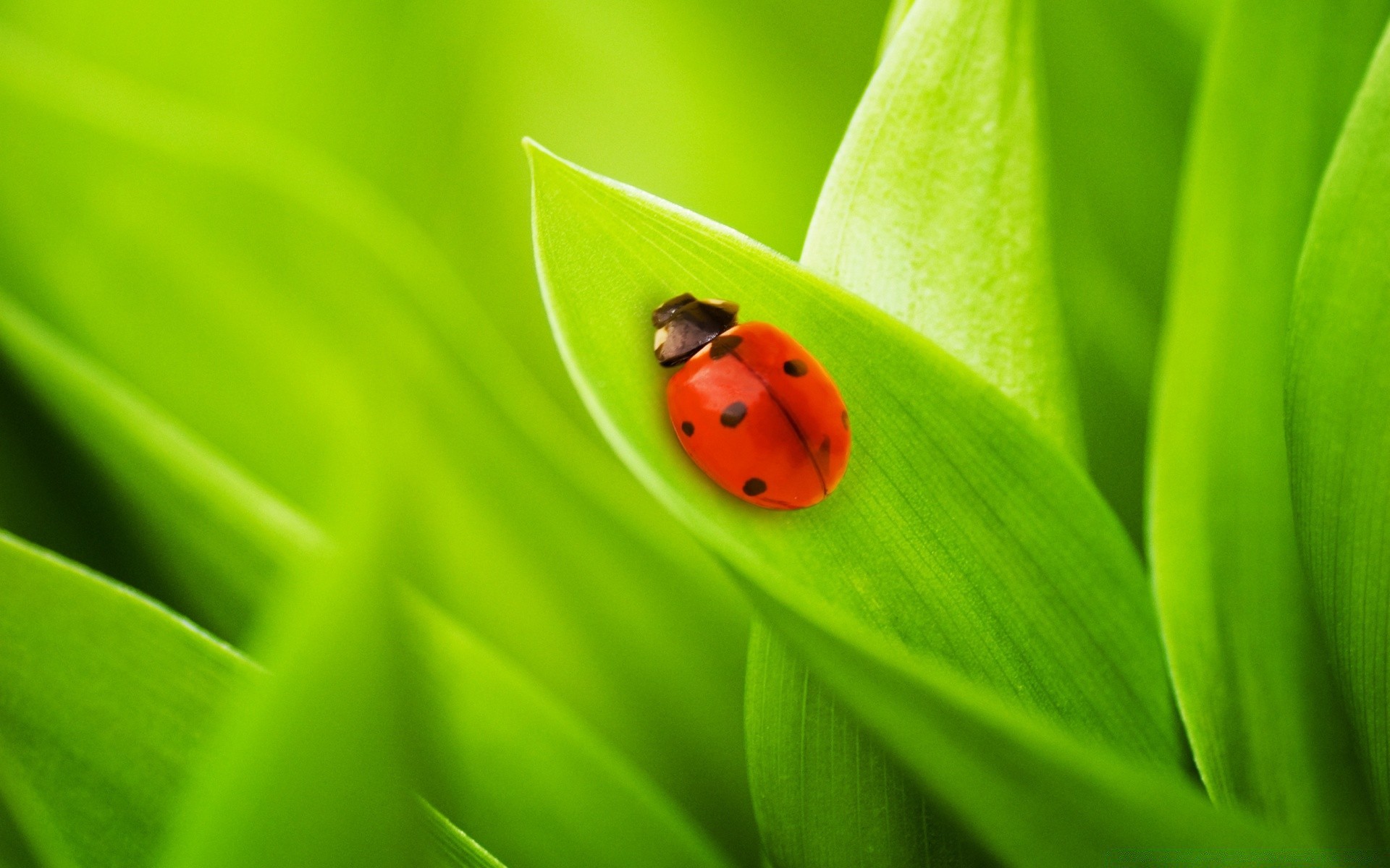 macro coccinelle feuille coléoptère flore insecte biologie pluie propreté rosée croissance lame nature jardin environnement automne environnement été botanique herbe