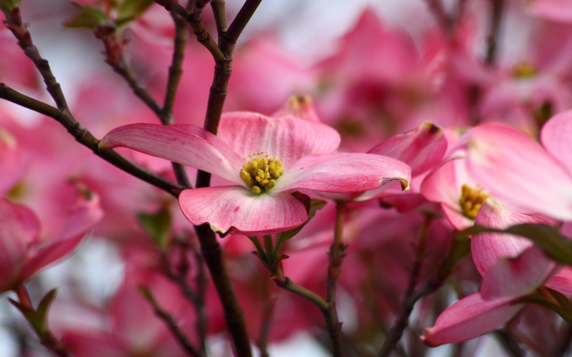 macro fleur nature flore branche jardin pétale bluming arbre floral feuille copain magnolia couleur parc gros plan à l extérieur saison lumineux