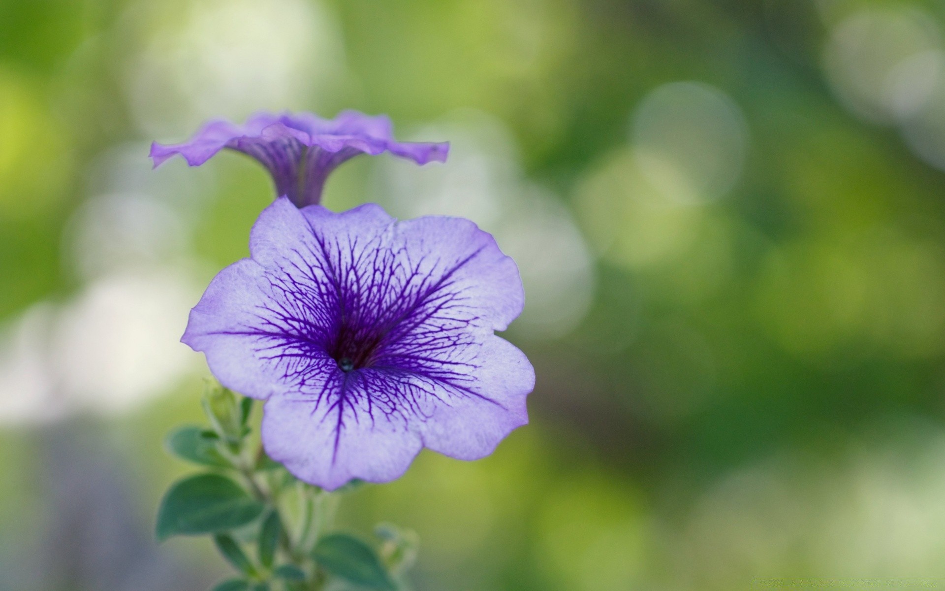 makroaufnahme natur flora blume blatt garten sommer schließen blumen hell farbe wachstum blühen blütenblatt im freien