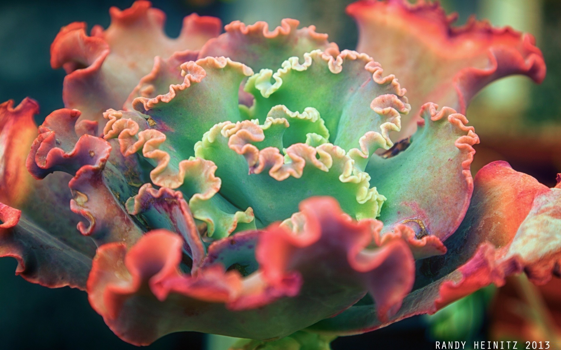 makro natura flora bakterie biologia mikrobiologia kwiat bezkręgowce pulpit kolor liść