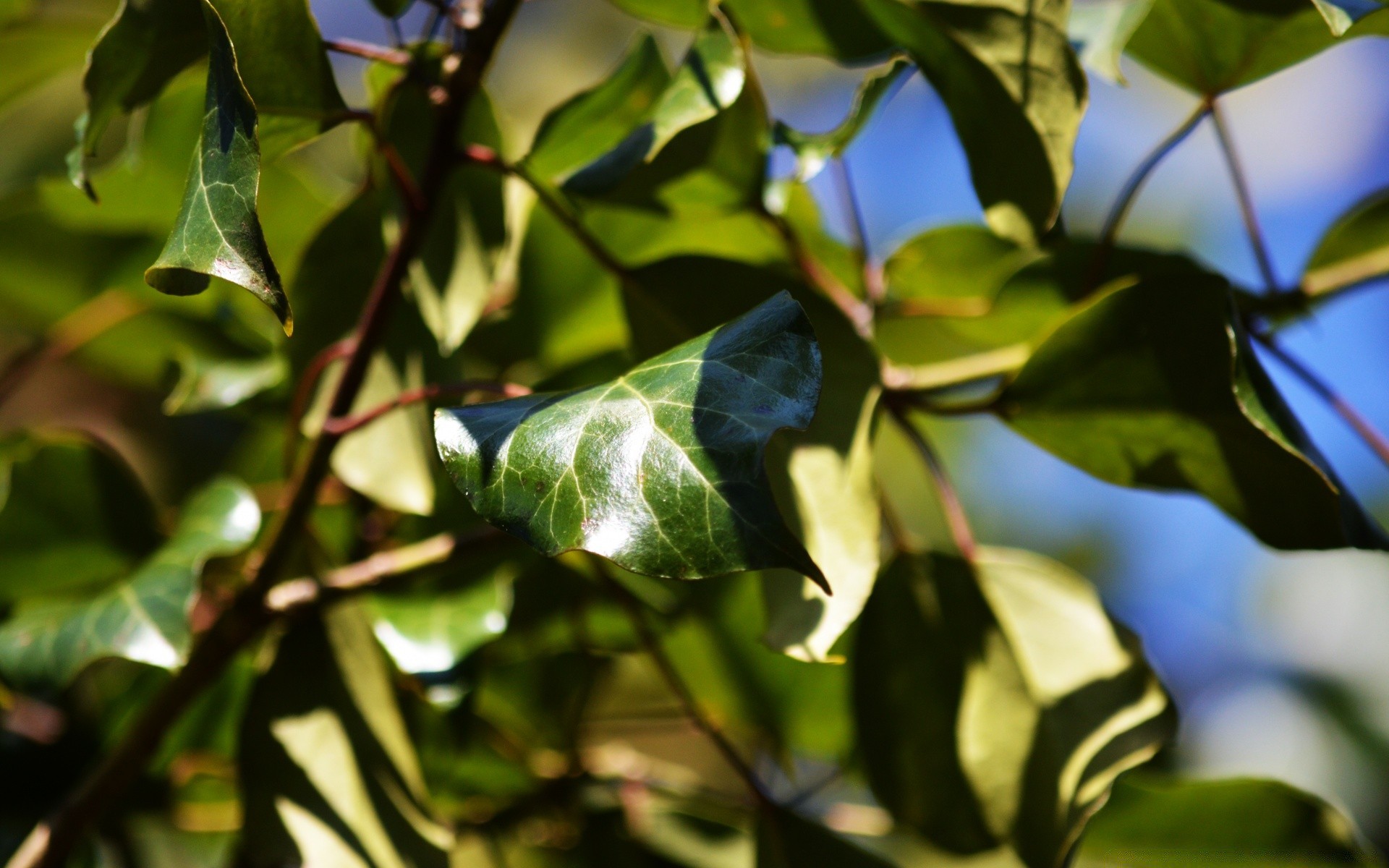 微距摄影 叶 自然 植物群 树 生长 户外 花园 颜色 树枝 特写 模糊 夏天 雨 环境 食物 花 光 生物