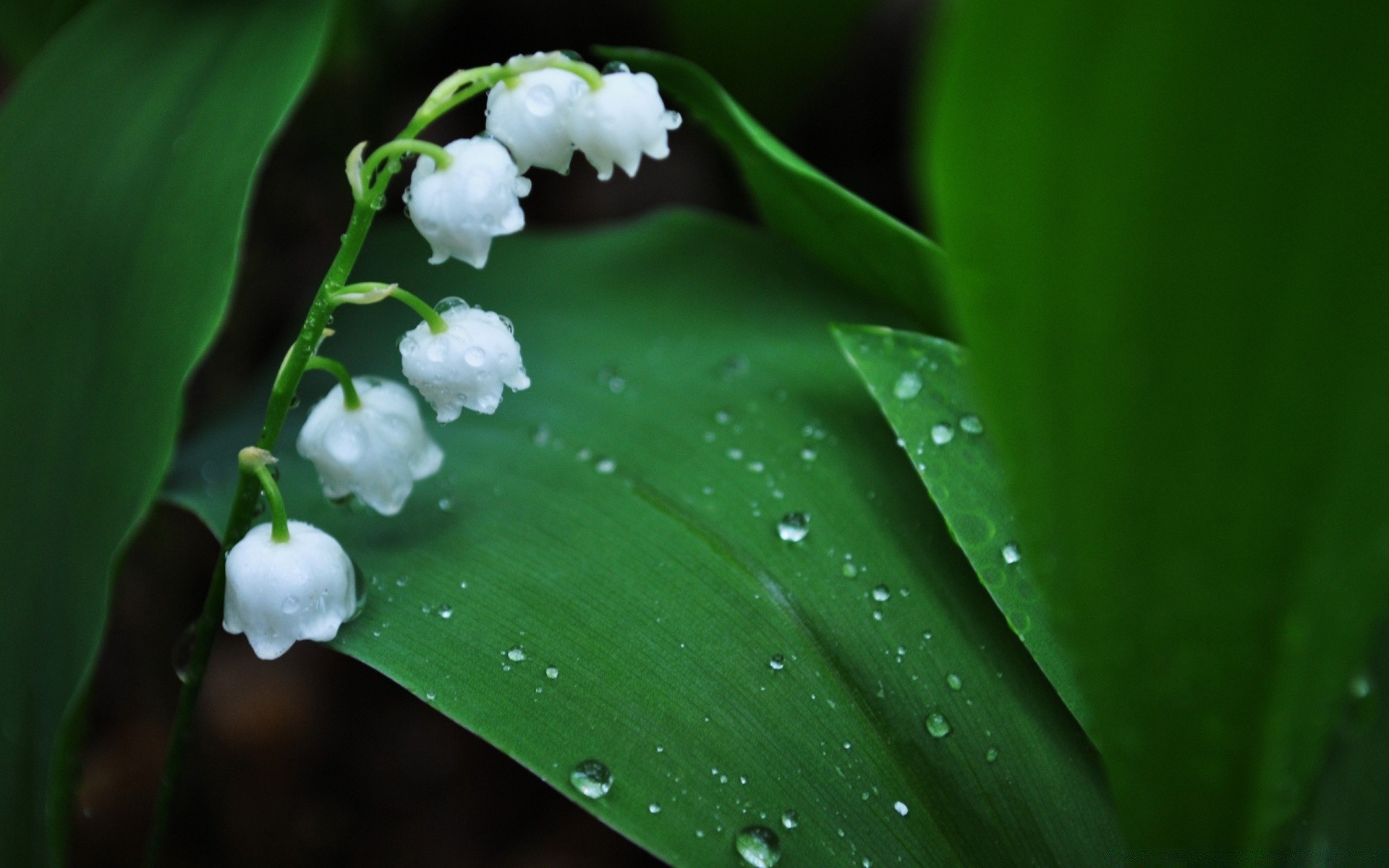 makroaufnahme blatt regen fallen natur tau flora wachstum blume garten sauberkeit