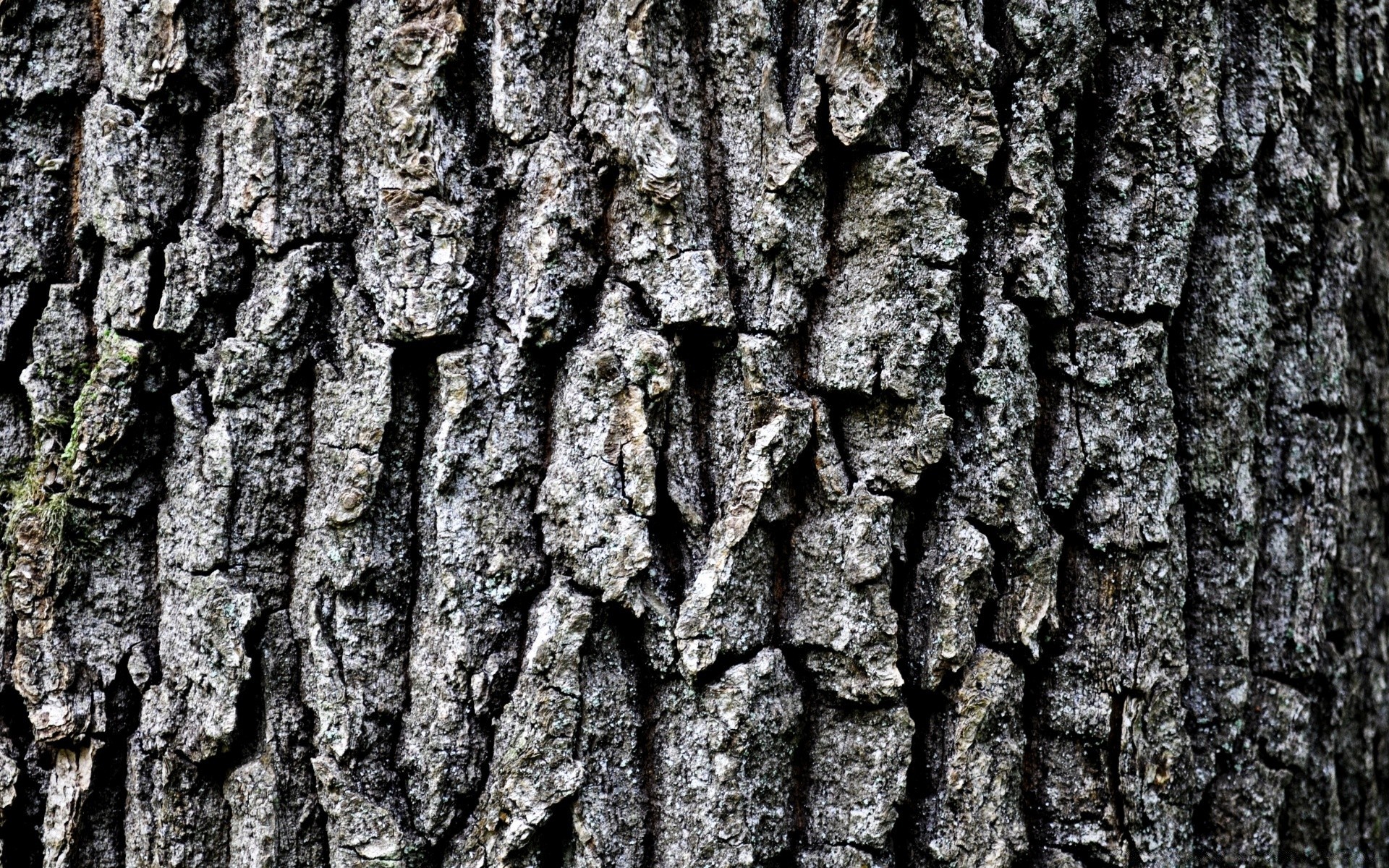 fotografia macro casca tronco desktop áspero madeira padrão log madeira textura tecido natureza velho superfície seco carvalho resumo ambiente pinho ao ar livre proteção