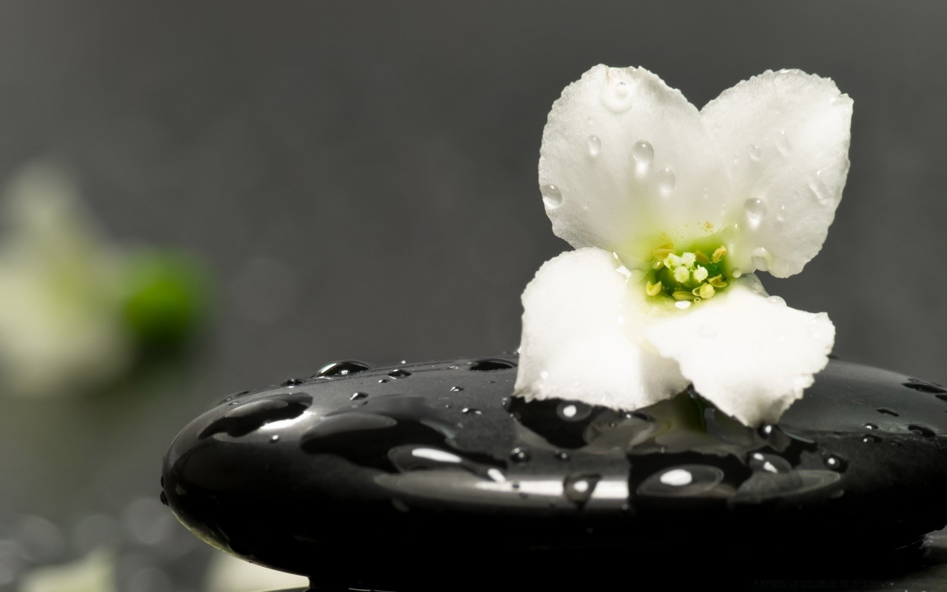 makroaufnahme blume natur unschärfe stillleben regen