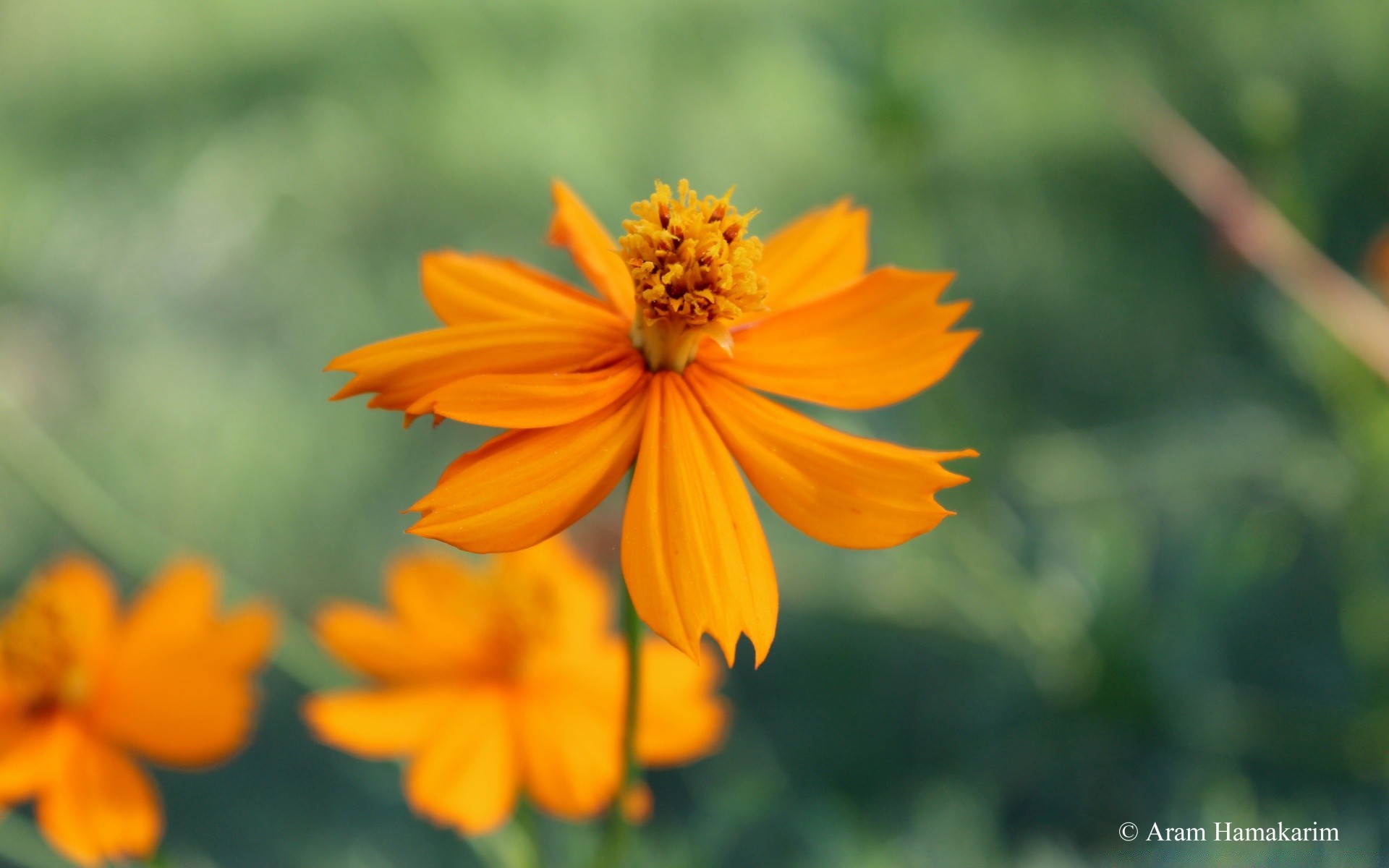 macro nature summer outdoors flower leaf flora growth bright garden pollen