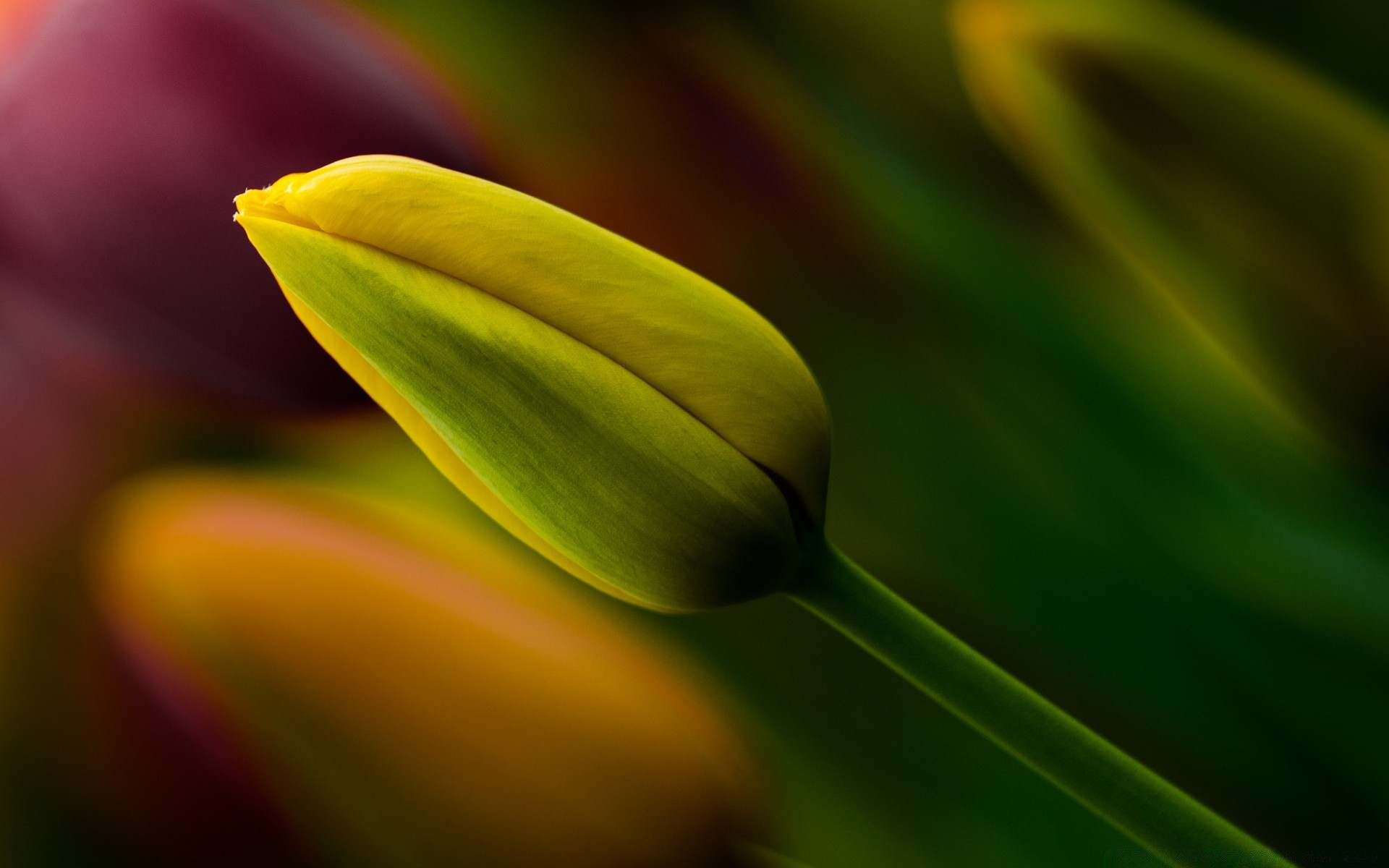 macro natureza flor tulipa folha flora jardim cor brilhante crescimento verão orvalho chuva borrão bonita