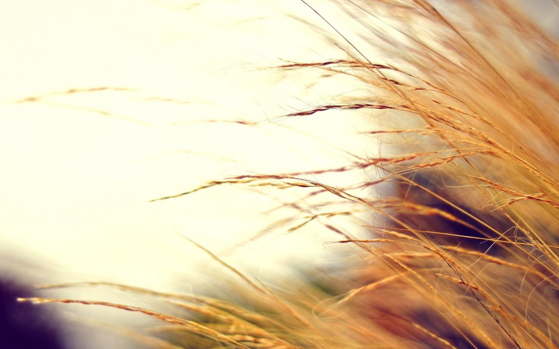 fotografia macro ouro trigo brilhante palha resumo cereais natureza pão sol grama borrão cor verão desktop milho chama paisagem luz campo