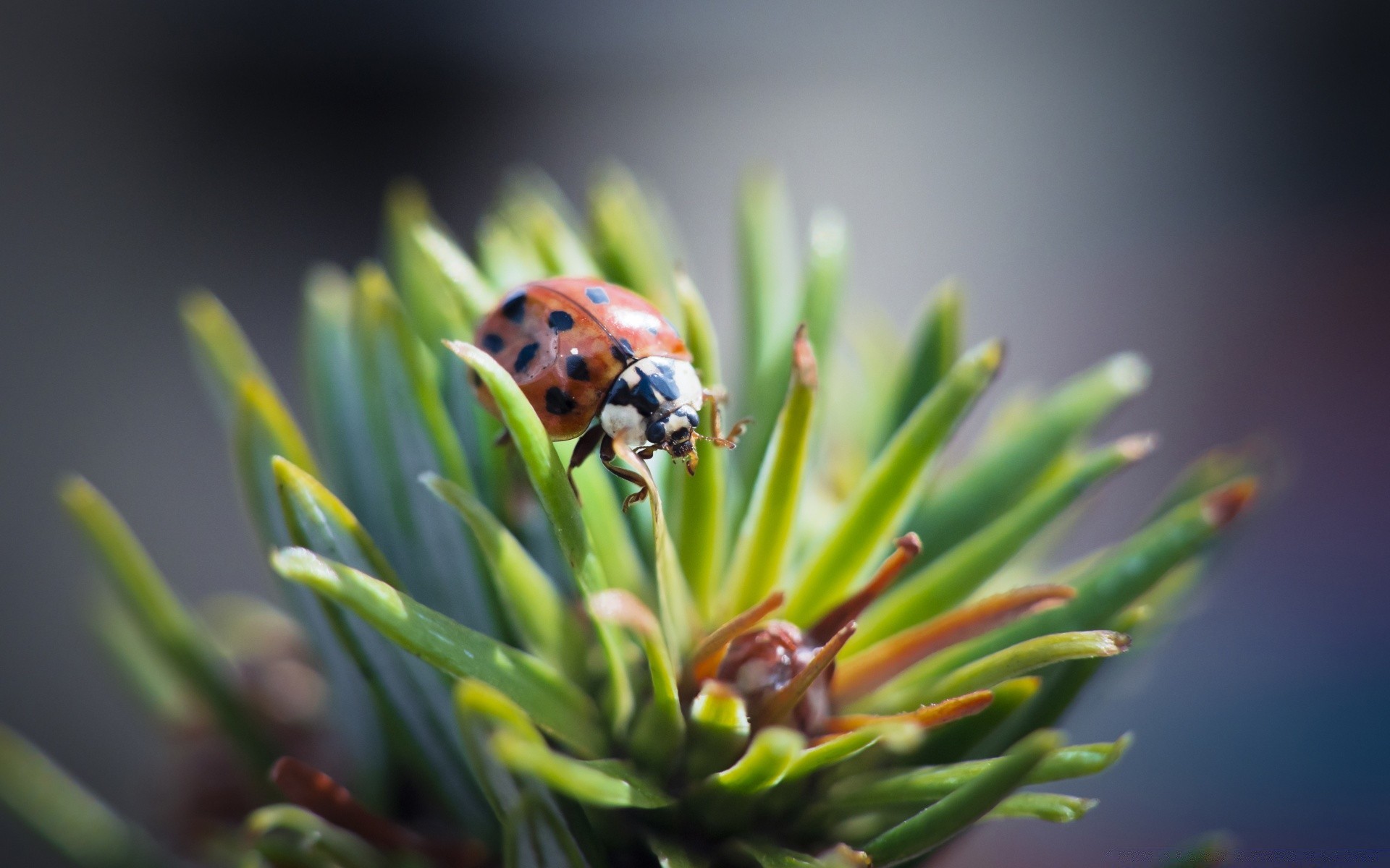 macro nature insecte feuille hiver arbre coccinelle evergreen conifères aiguilles flore à l extérieur flou