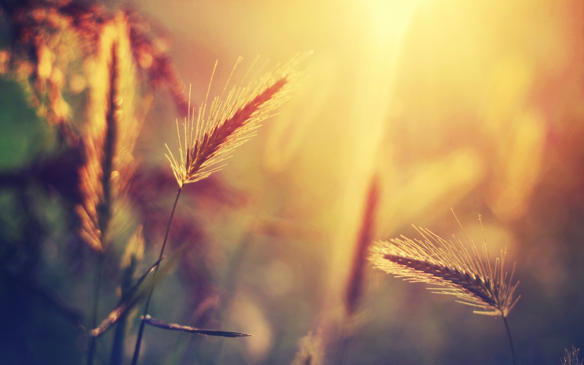 makro natur sommer sonne ländlichen gold feld gras weizen dämmerung blume im freien flocken hell gutes wetter herbst aufstieg sonnenuntergang unschärfe licht