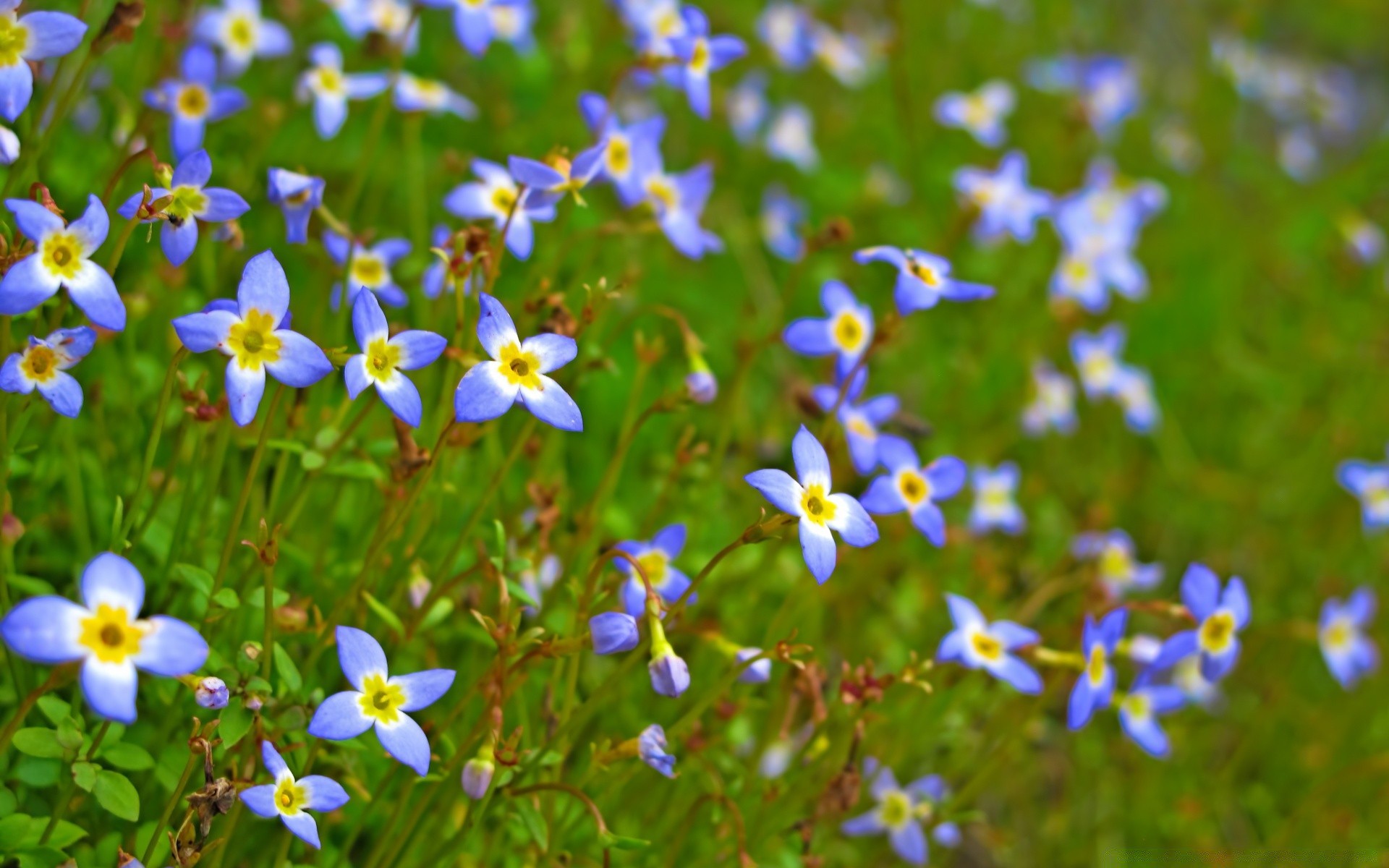 macro flor naturaleza flora heno hierba al aire libre hoja verano jardín color floración crecimiento buen tiempo floral