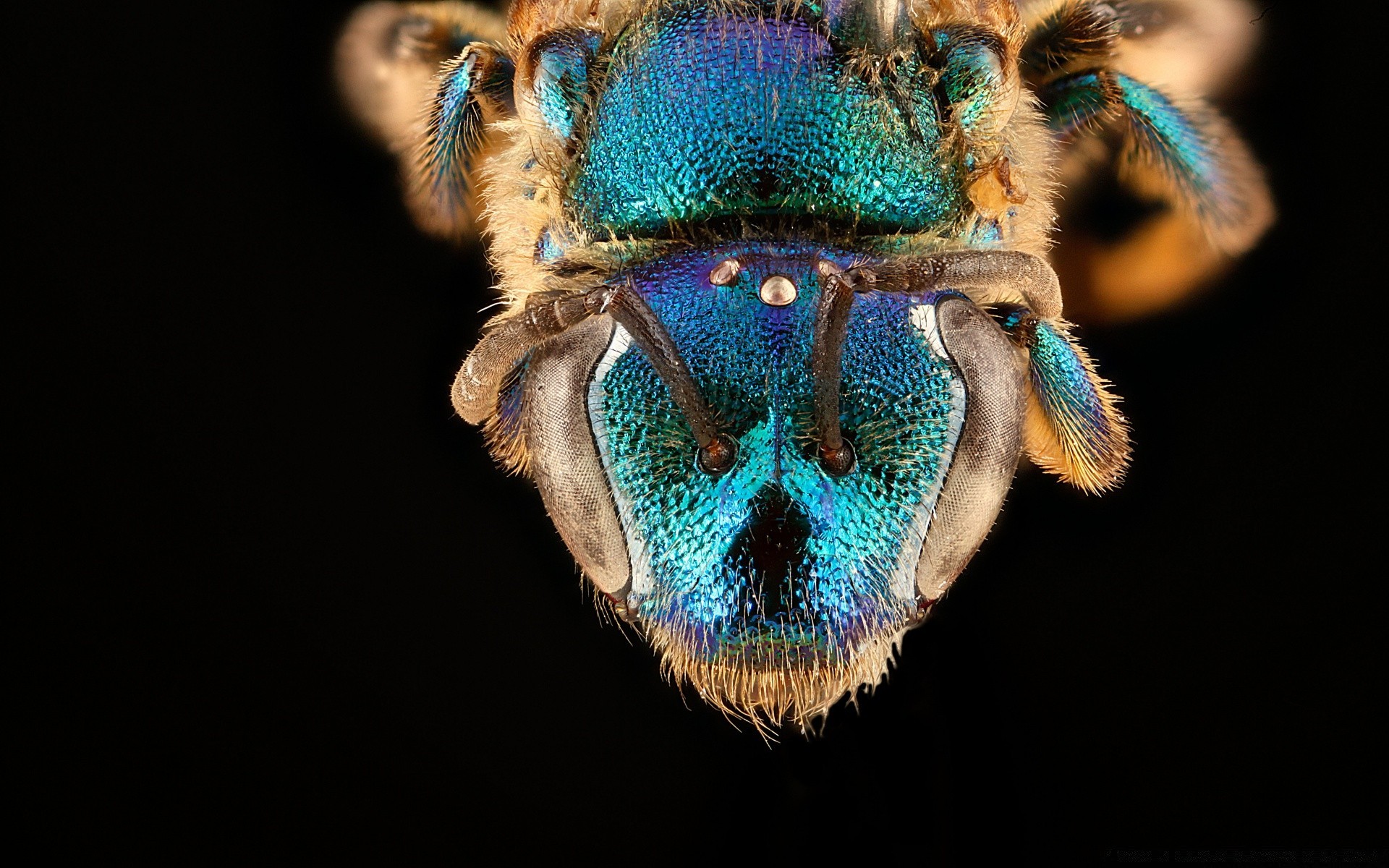 macro portrait nature insect one animal face color