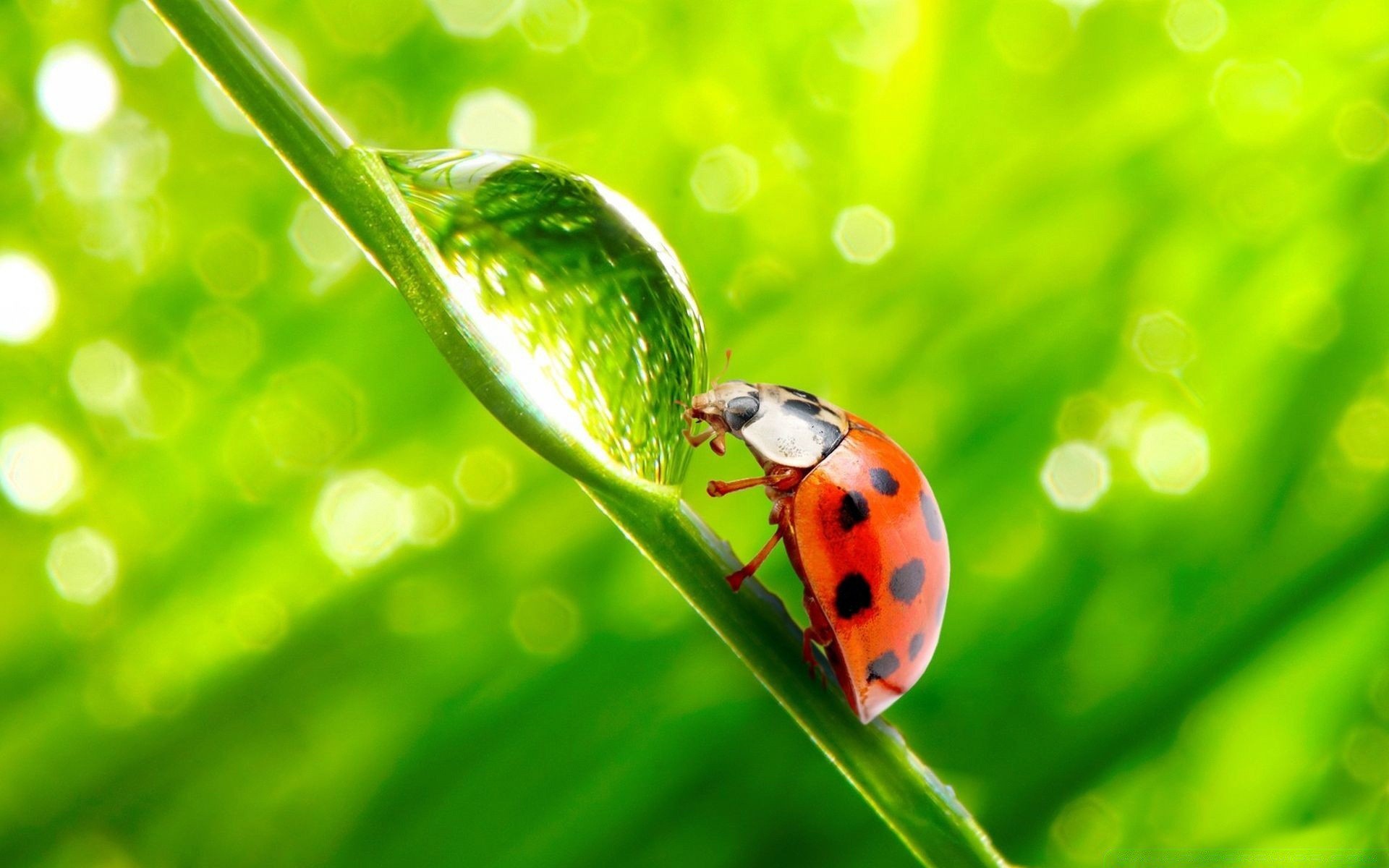 macro coccinelle feuille nature propreté flore environnement biologie rosée pluie chute insecte croissance jardin coléoptère été gros plan écologie herbe lame