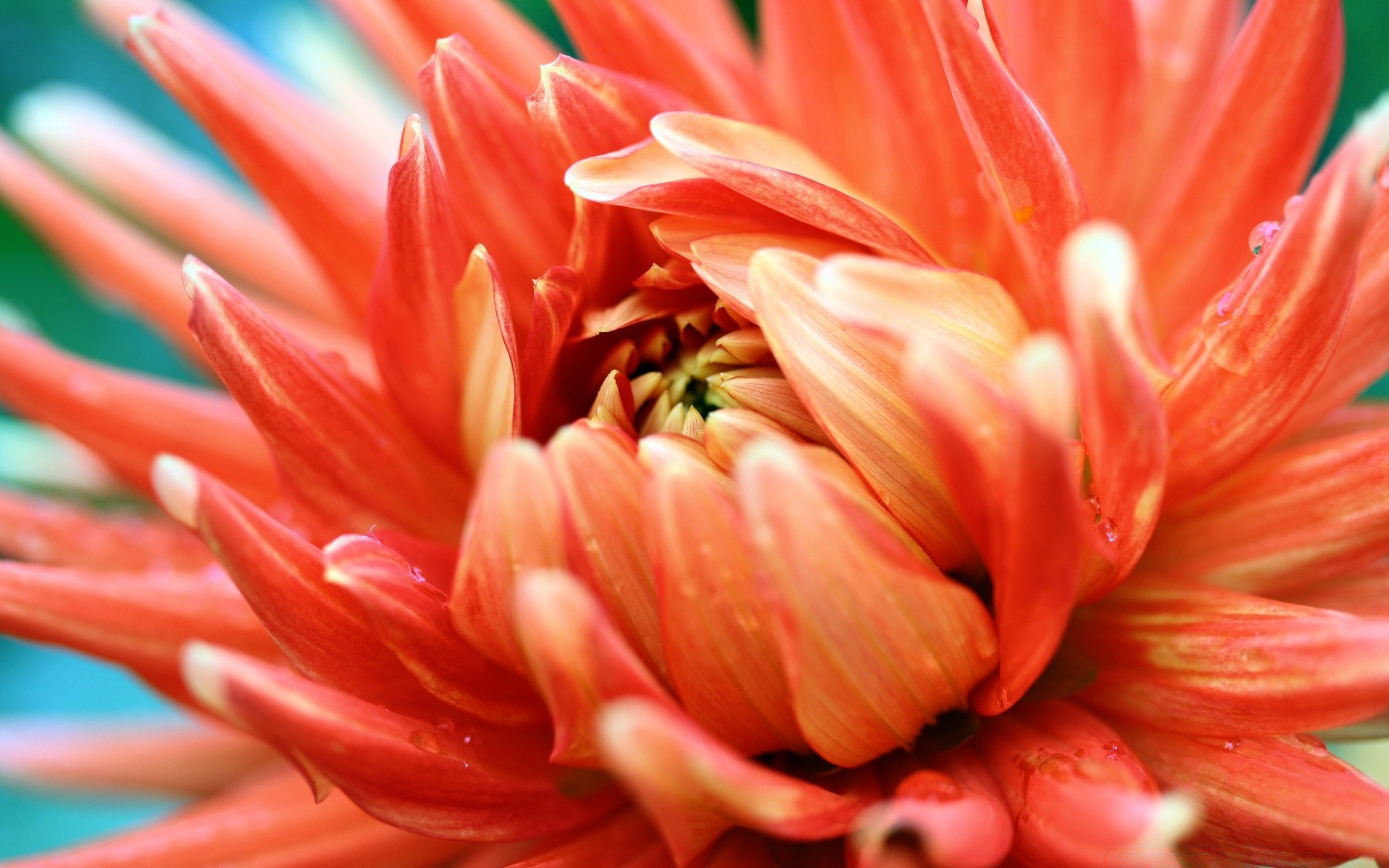 macro naturaleza flor flora verano color jardín brillante primer plano hermoso dahlia pétalo bluming hoja floral al aire libre aislado