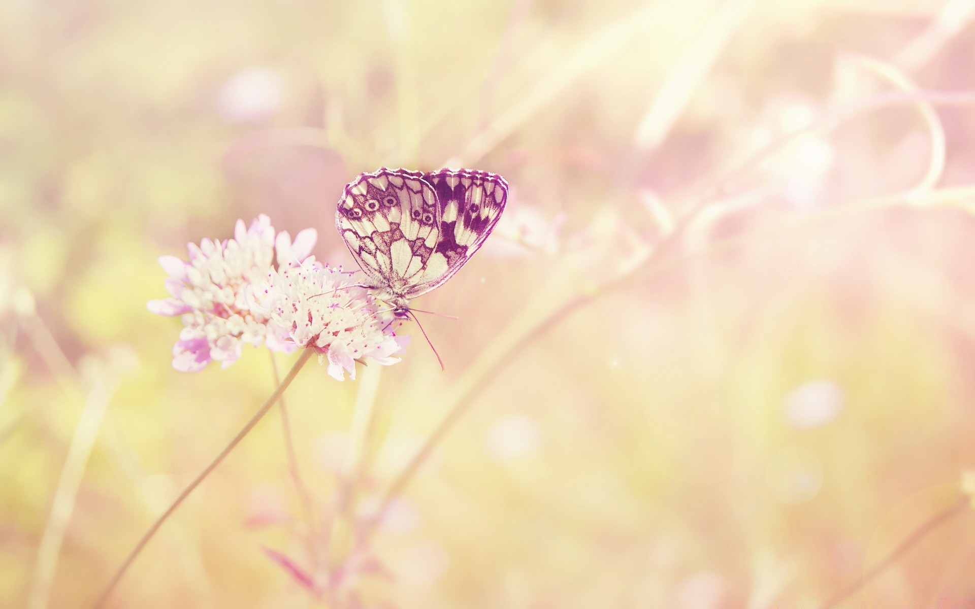 macro nature flower flora summer garden floral close-up color beautiful leaf bright desktop petal season