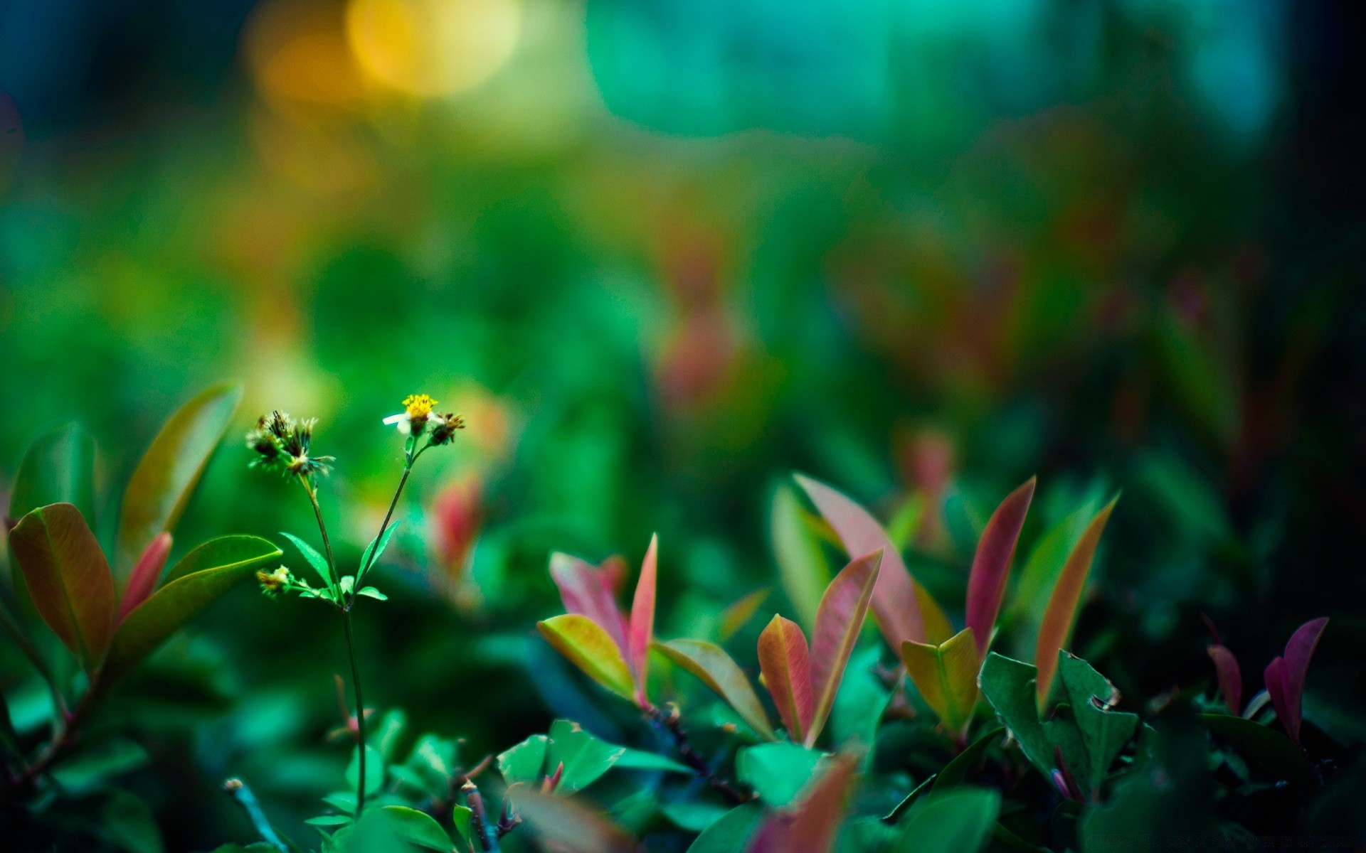 makro fotoğrafçılığı doğa çiçek yaprak flora bahçe yaz renk parlak büyüme güneş çimen park alan güzel hava çiçek açık havada güzel ışık tropikal