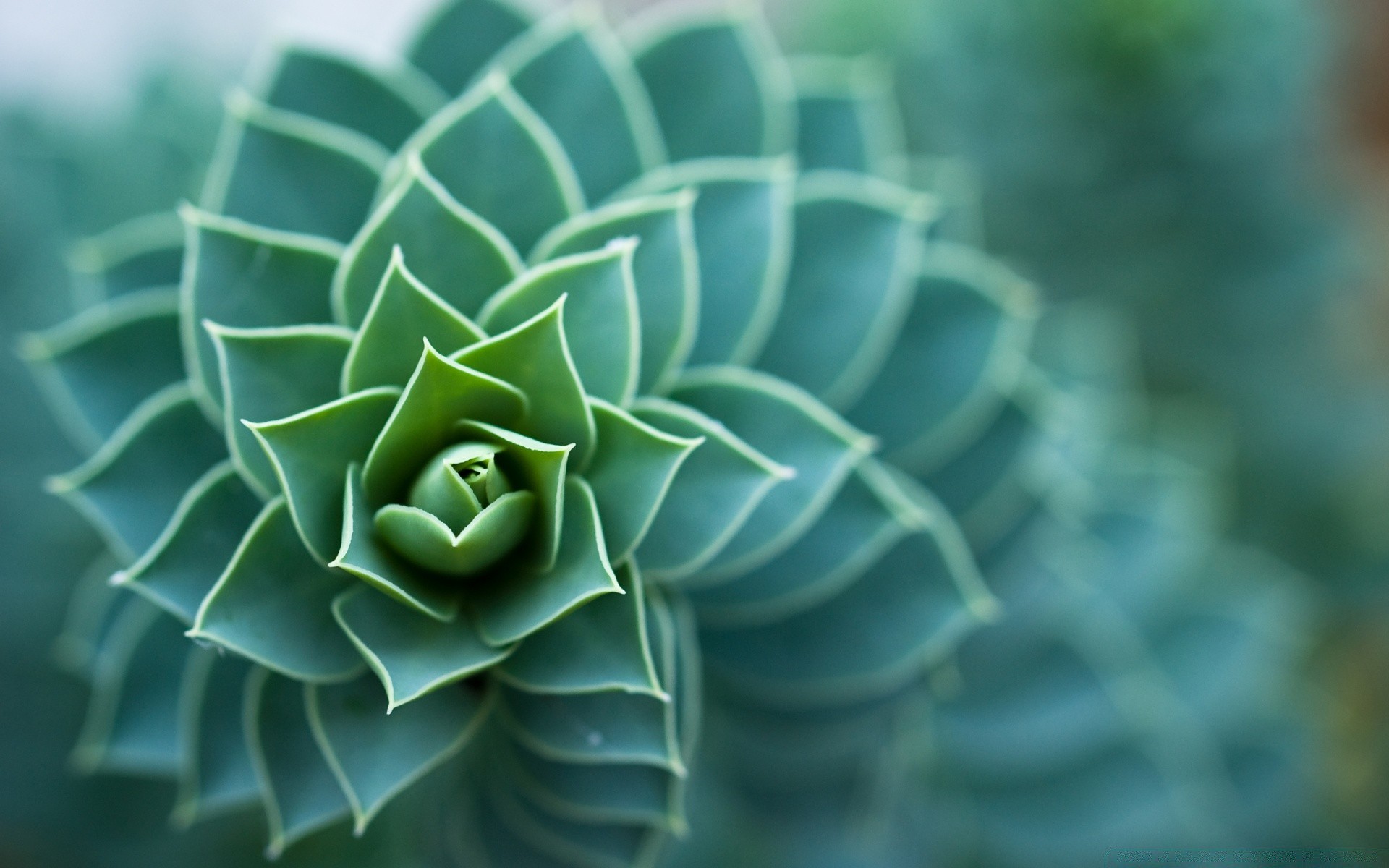 macro desktop nature leaf texture flora abstract pattern color close-up