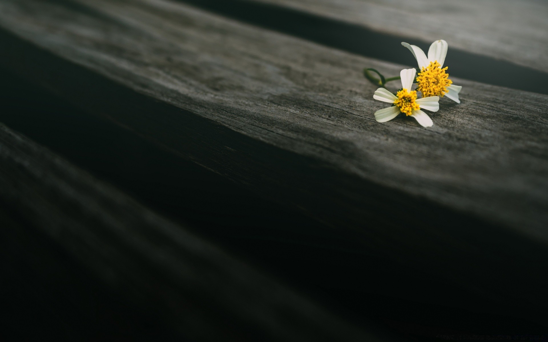 makro unschärfe blume natur stillleben abstrakt holz dof