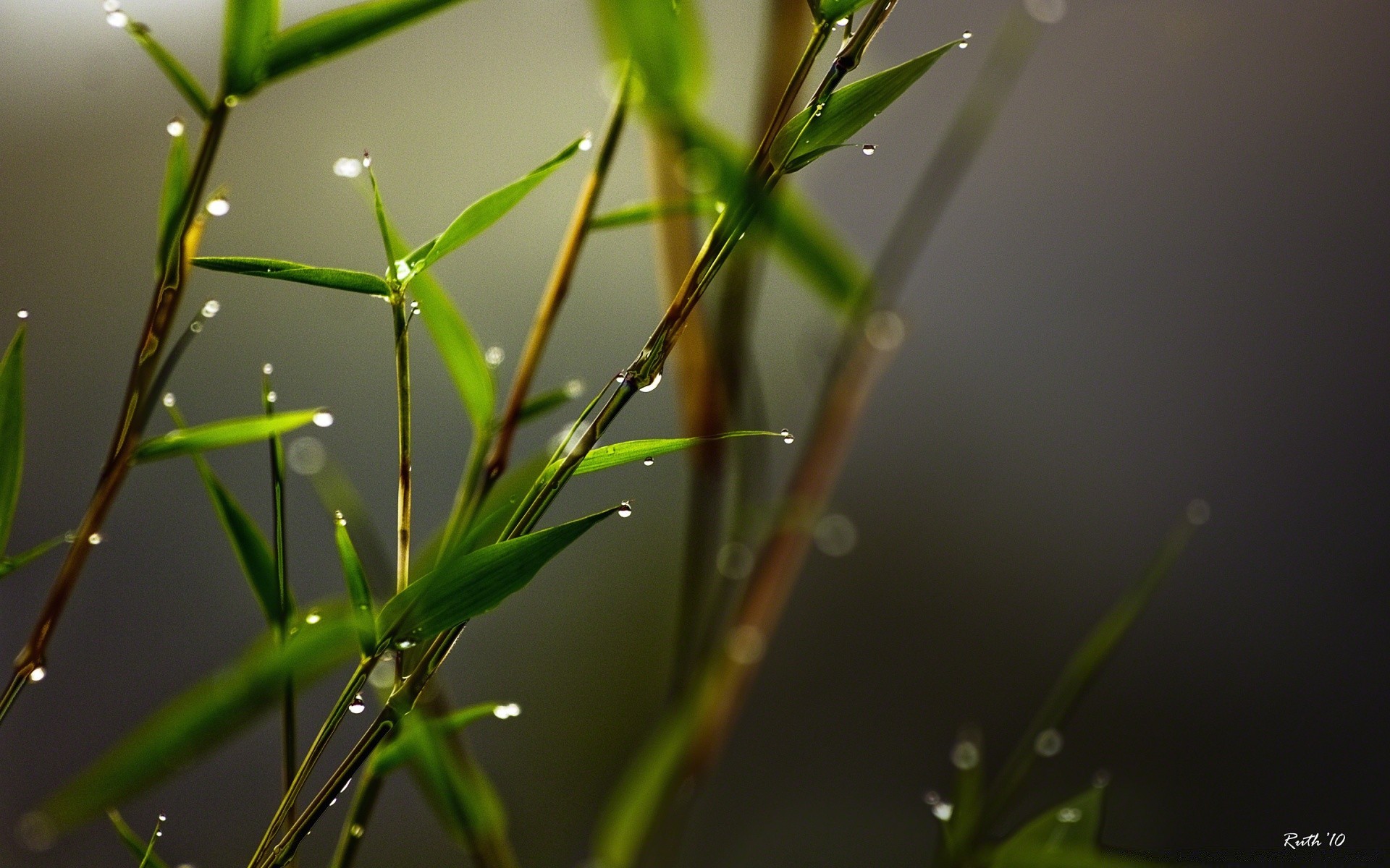 微距摄影 叶 露 雨 自然 植物 生长 秋天 花园 黎明 夏天 环境 户外 草 清洁