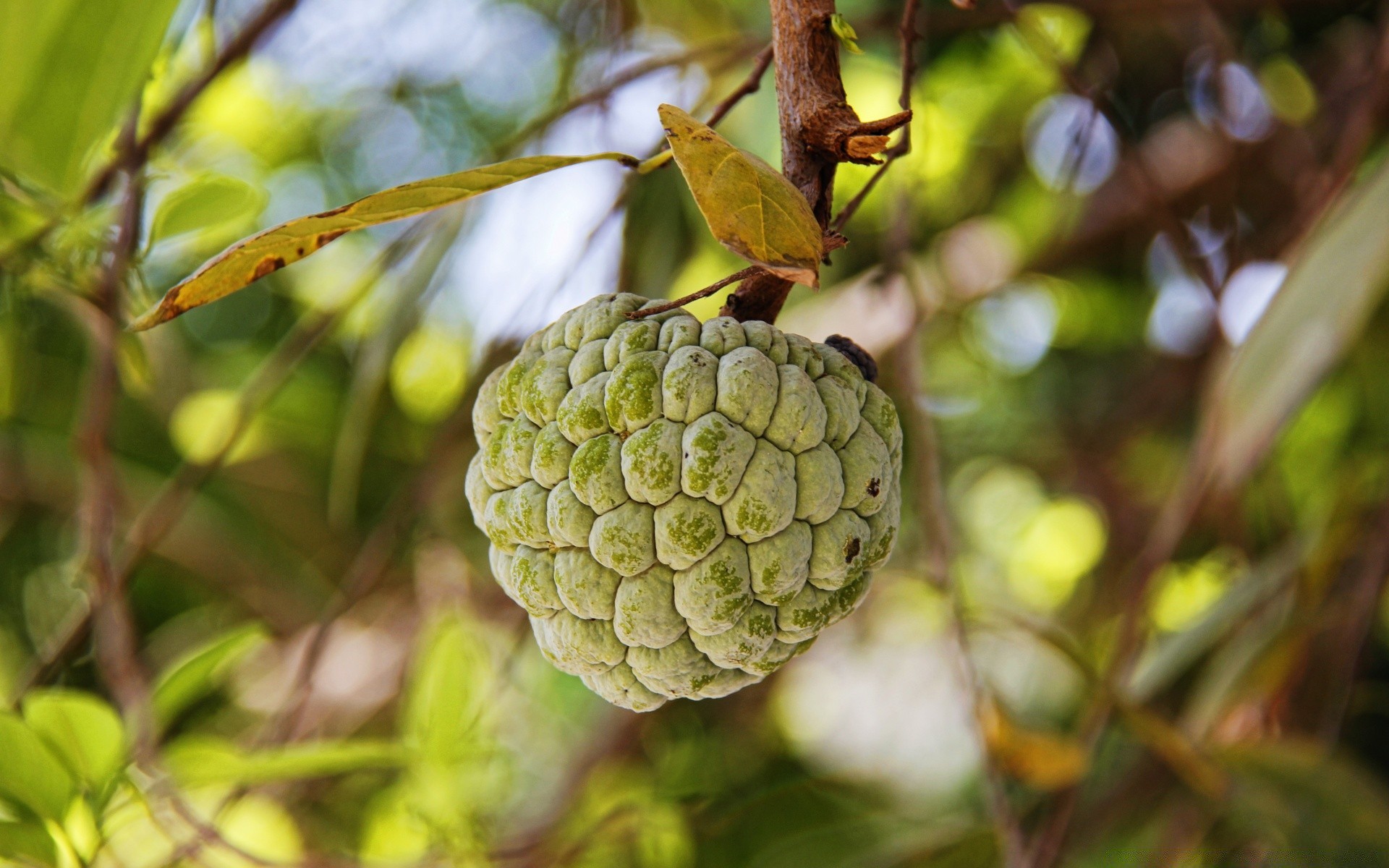 macro naturaleza hoja árbol fruta comida flora primer plano color jardín rama verano medio ambiente escritorio crecer madera