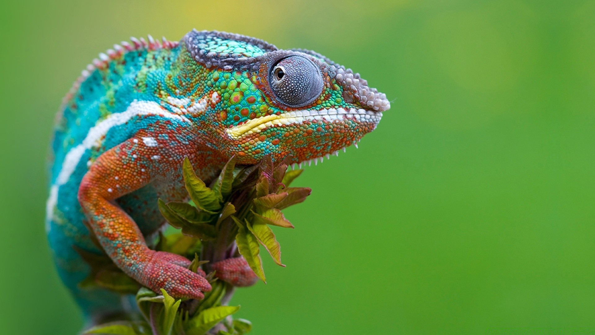 macro lizard reptile wildlife nature animal color chameleon tropical dragon exotic zoo wild