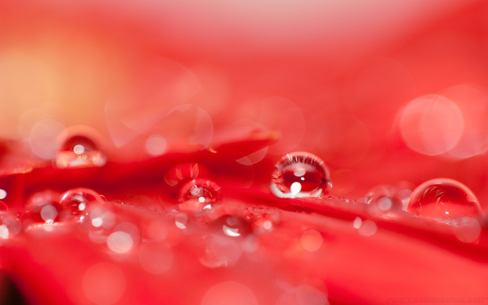 macro goccia rugiada pioggia goccia acqua bagnato close-up colore desktop giardino astratto rosa vicino liquido splende pulito bolla freschezza luce fiore