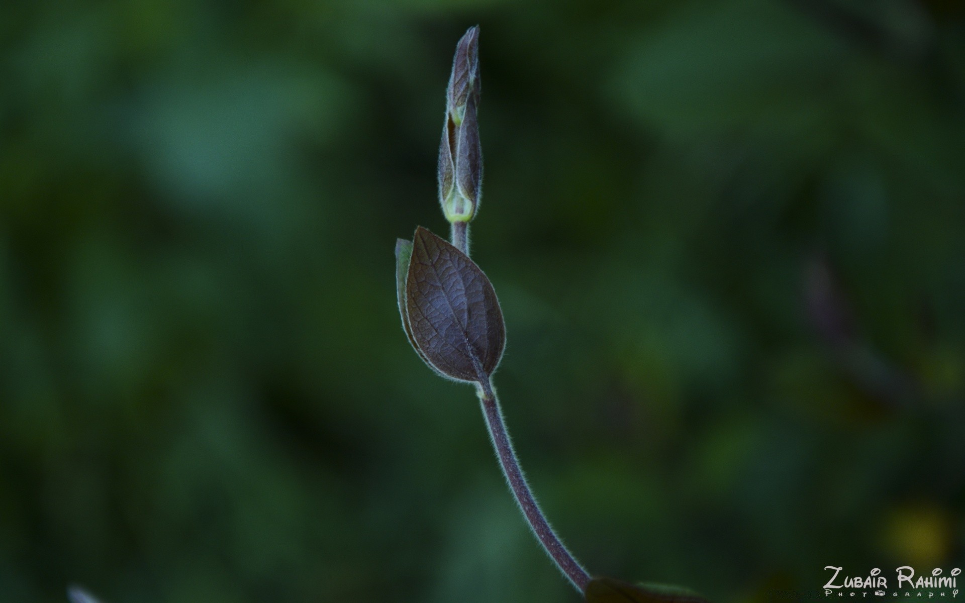 makro fotoğrafçılığı doğa yaprak açık havada flora büyüme çiçek yaz bahçe çimen çiy bulanıklık