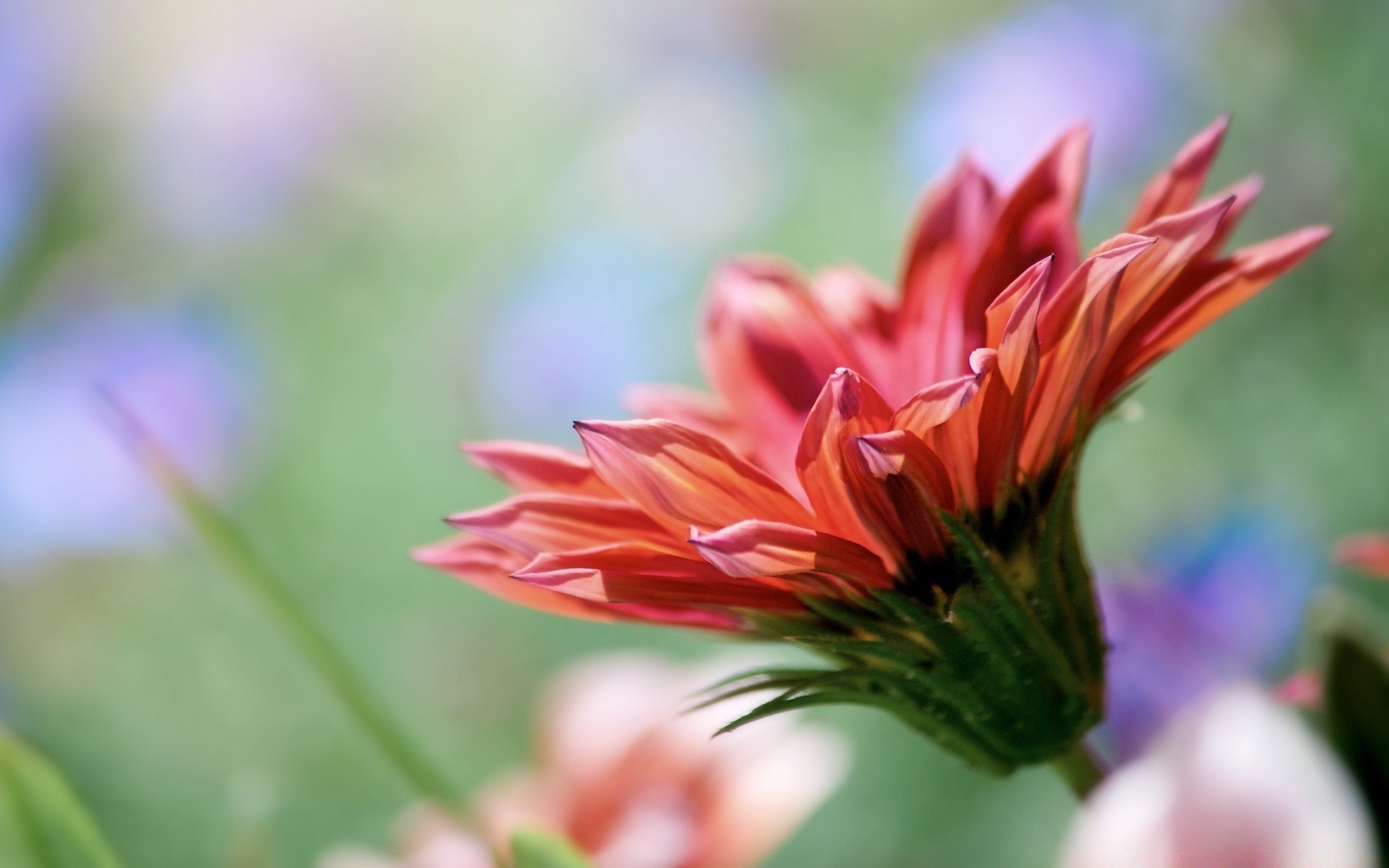 makro fotoğrafçılığı doğa çiçek flora yaz yaprak bahçe büyüme parlak renk açık havada yakın çekim petal çiçek açan güzel hava çiçek güzel