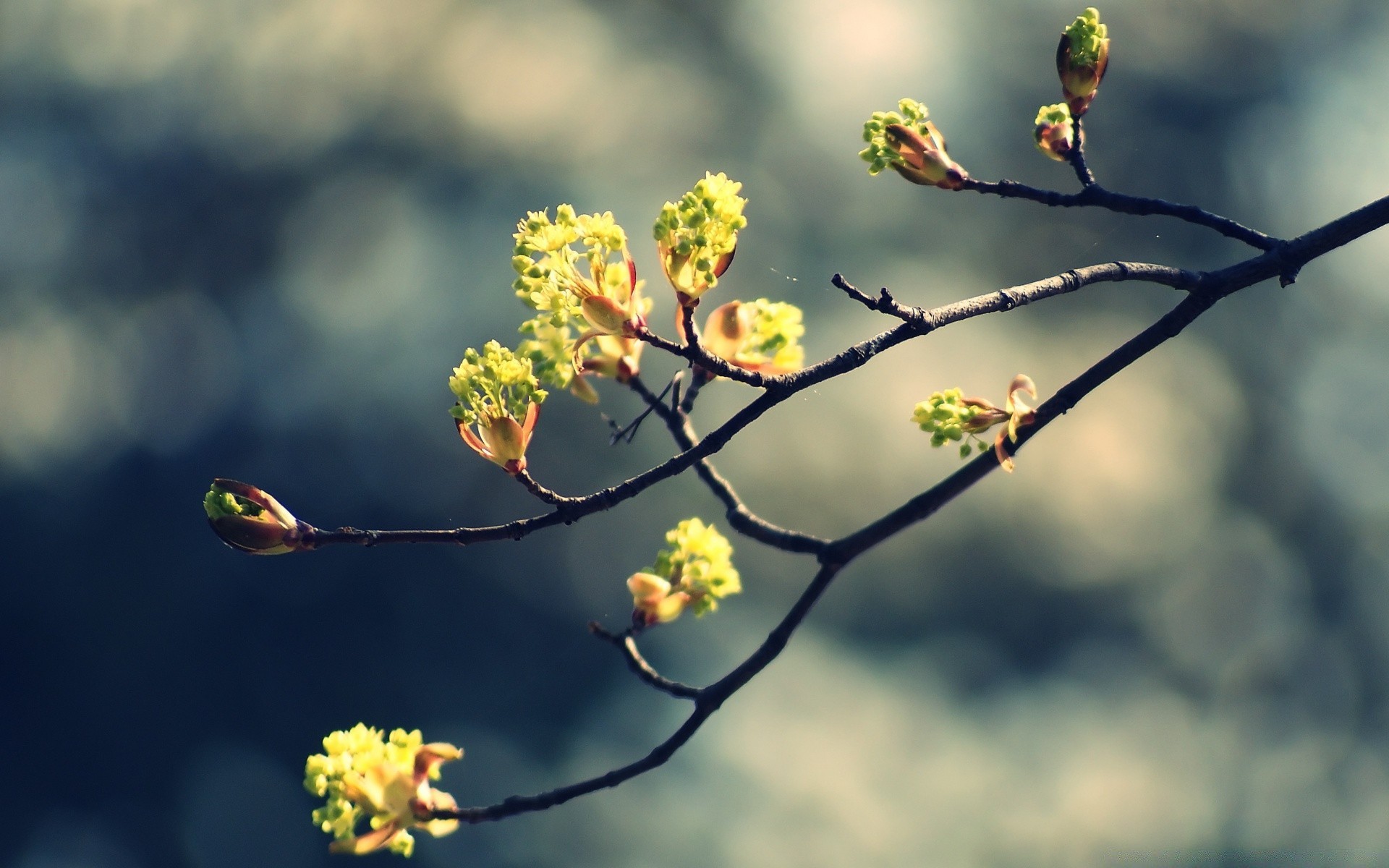 macro flower tree nature branch outdoors leaf blur growth flora fair weather garden sun bud