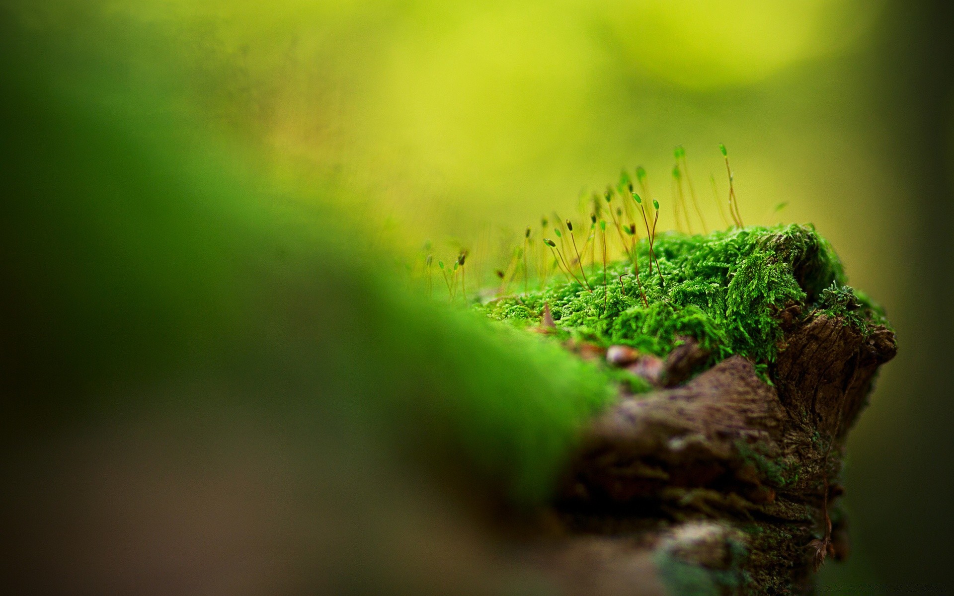 makro rozmycie liść wzrost natura trawa ogród ekologia flora środowiska