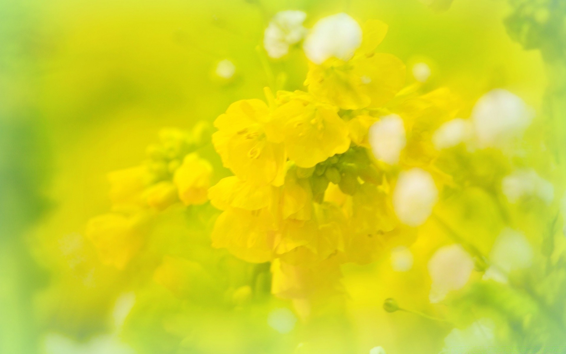 makro fotoğrafçılığı doğa flora çiçek yaz parlak yaprak bulanıklık sezon büyüme alan bahçe renk çiçek odak masaüstü