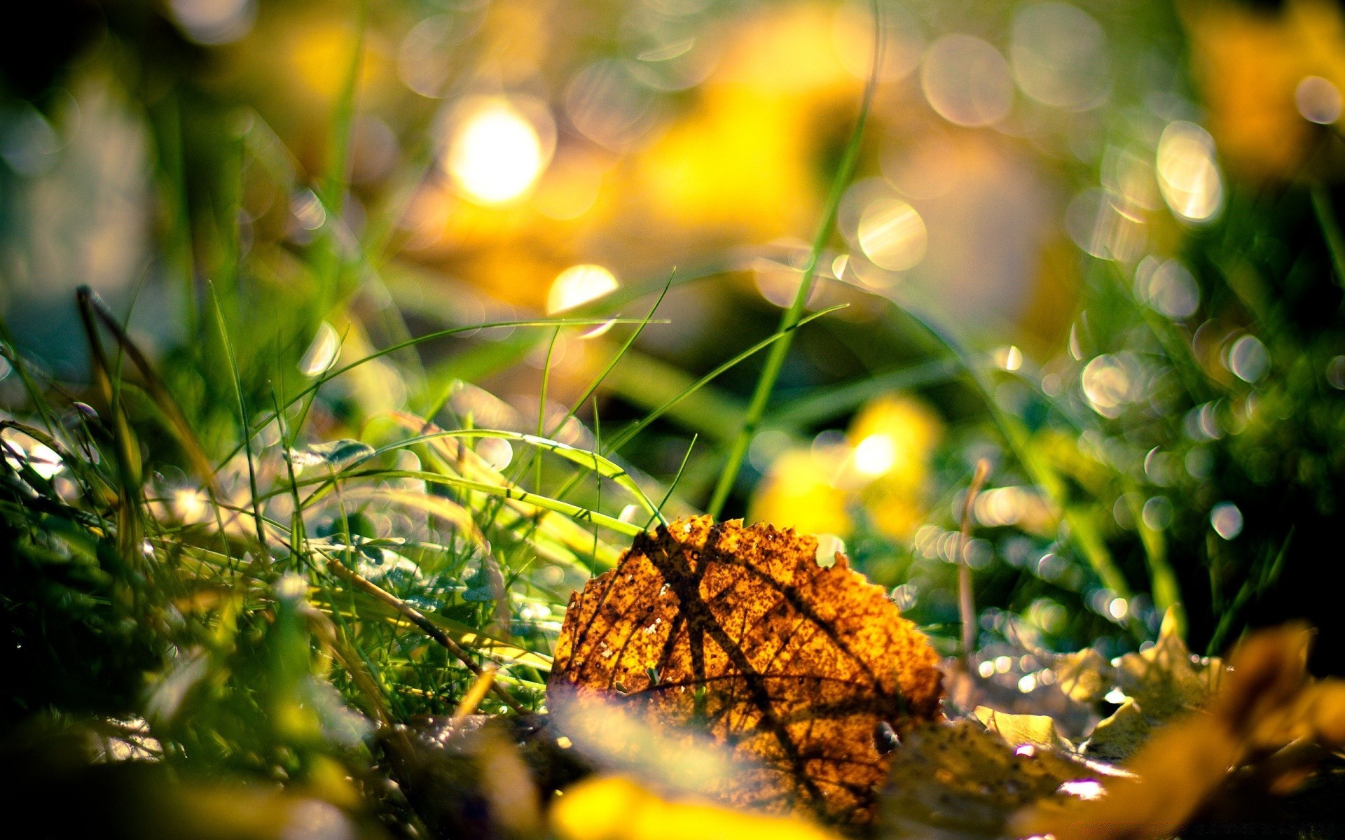 macro leaf nature flora garden tree season grass color sun fall light summer fair weather park blur gold bright outdoors close-up desktop