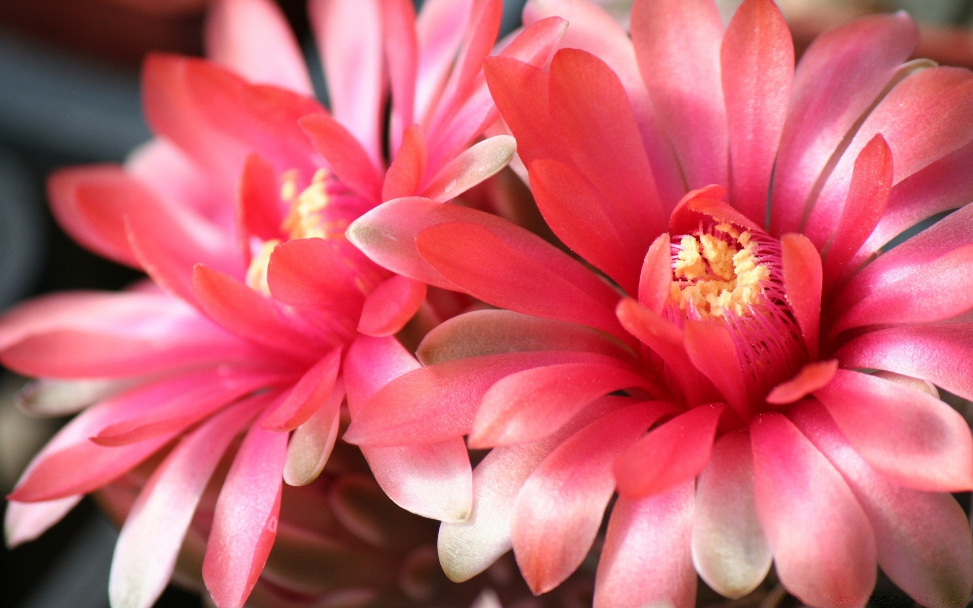 makro fotoğrafçılığı çiçek doğa flora bahçe petal yaz çiçek açan çiçek güzel yaprak renk botanik tropikal aşk narin