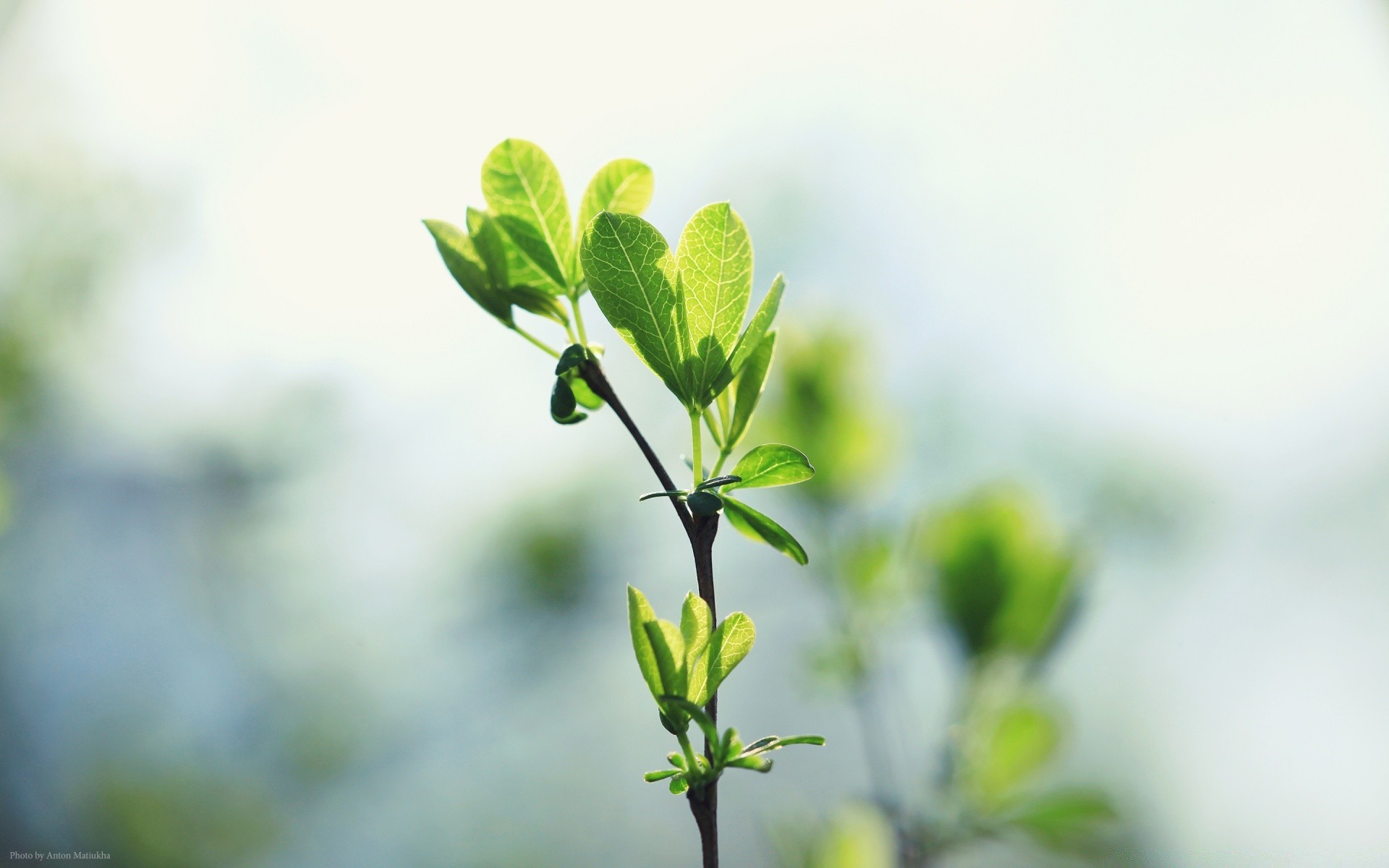 macro leaf growth nature flora sprout summer ecology garden dof blur little