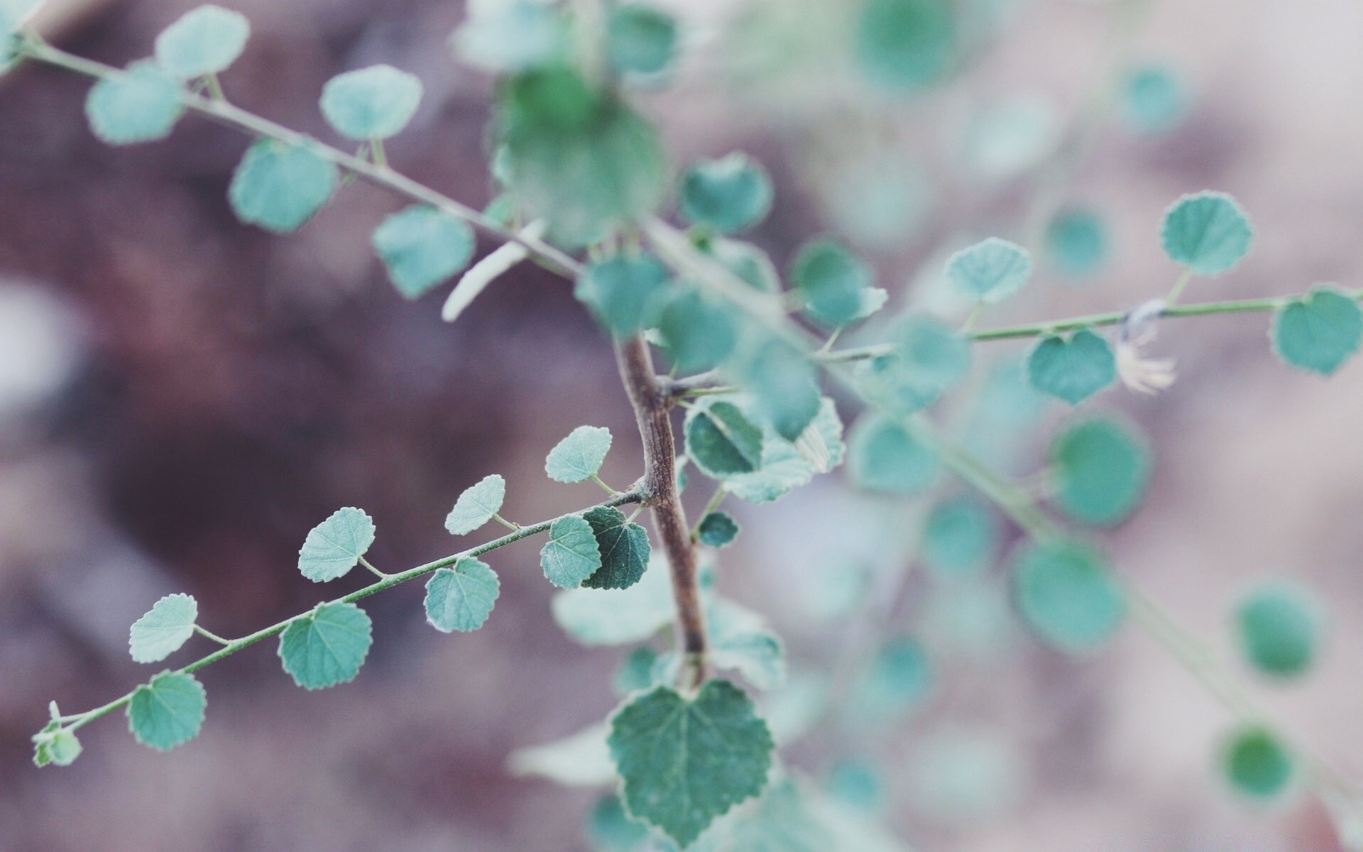 macro leaf flora blur flower color tree desktop medicine nature biology focus garden branch close-up decoration growth