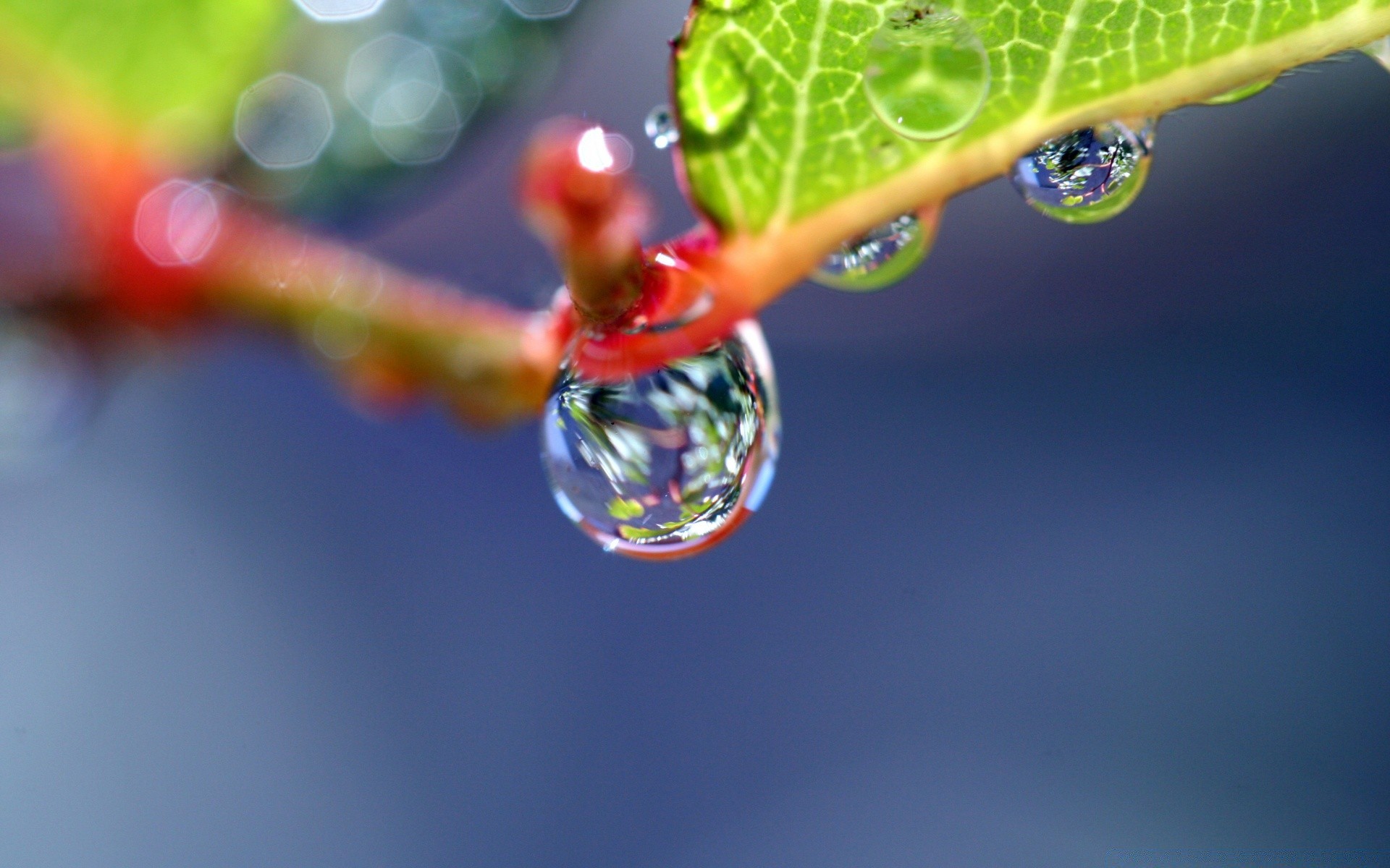 macro foglia goccia pioggia natura acqua rugiada estate gocce flora colore